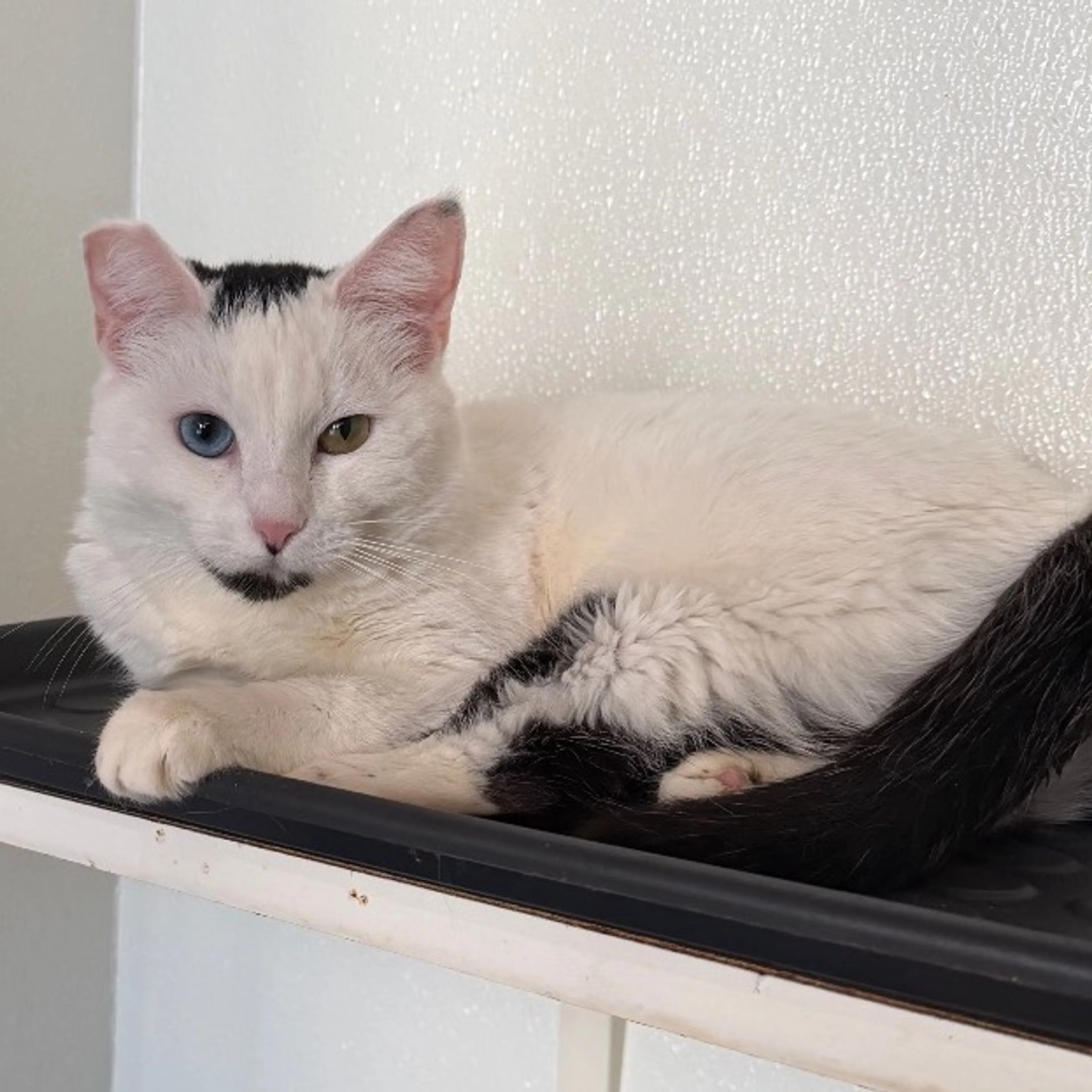 Found pet-2