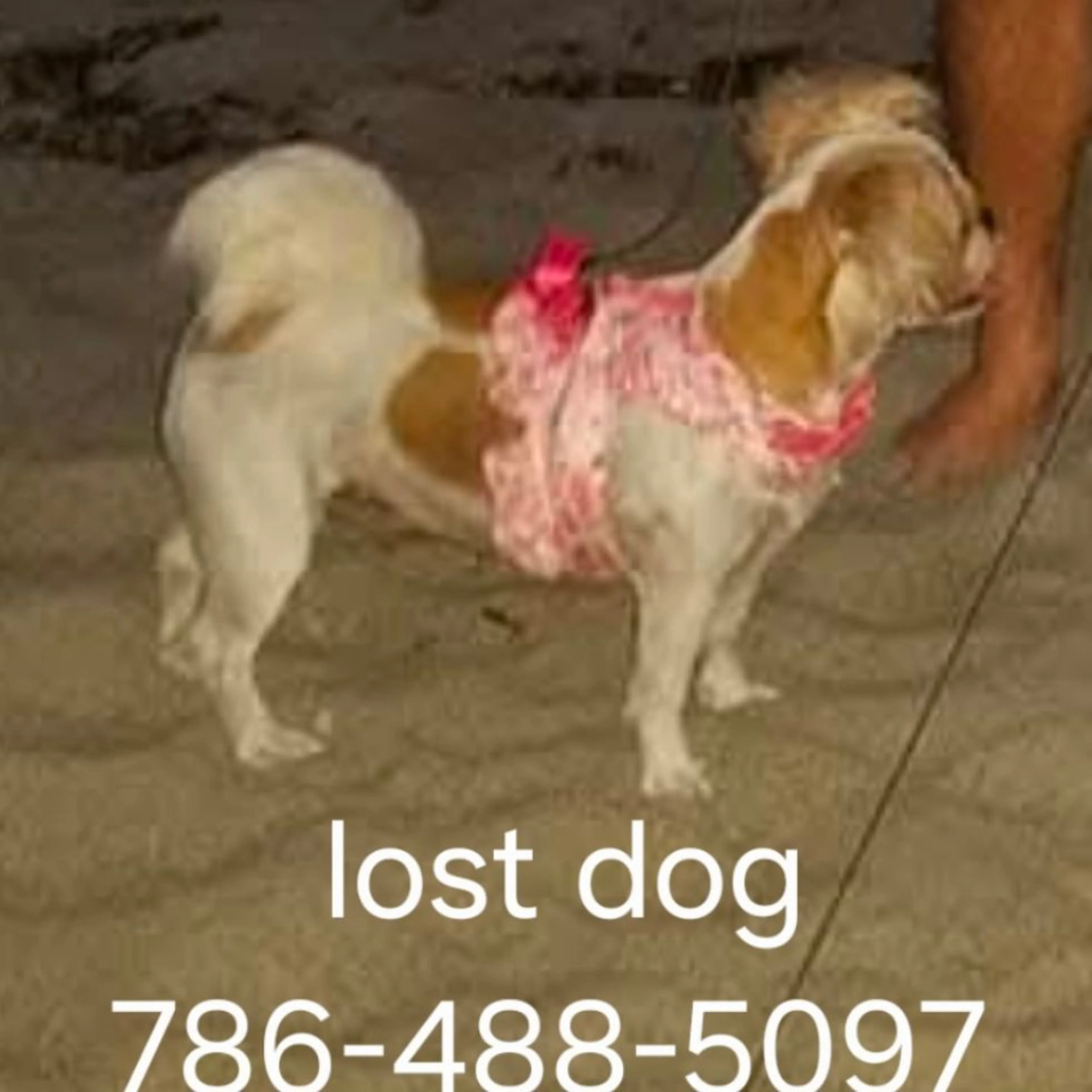 Lost pet