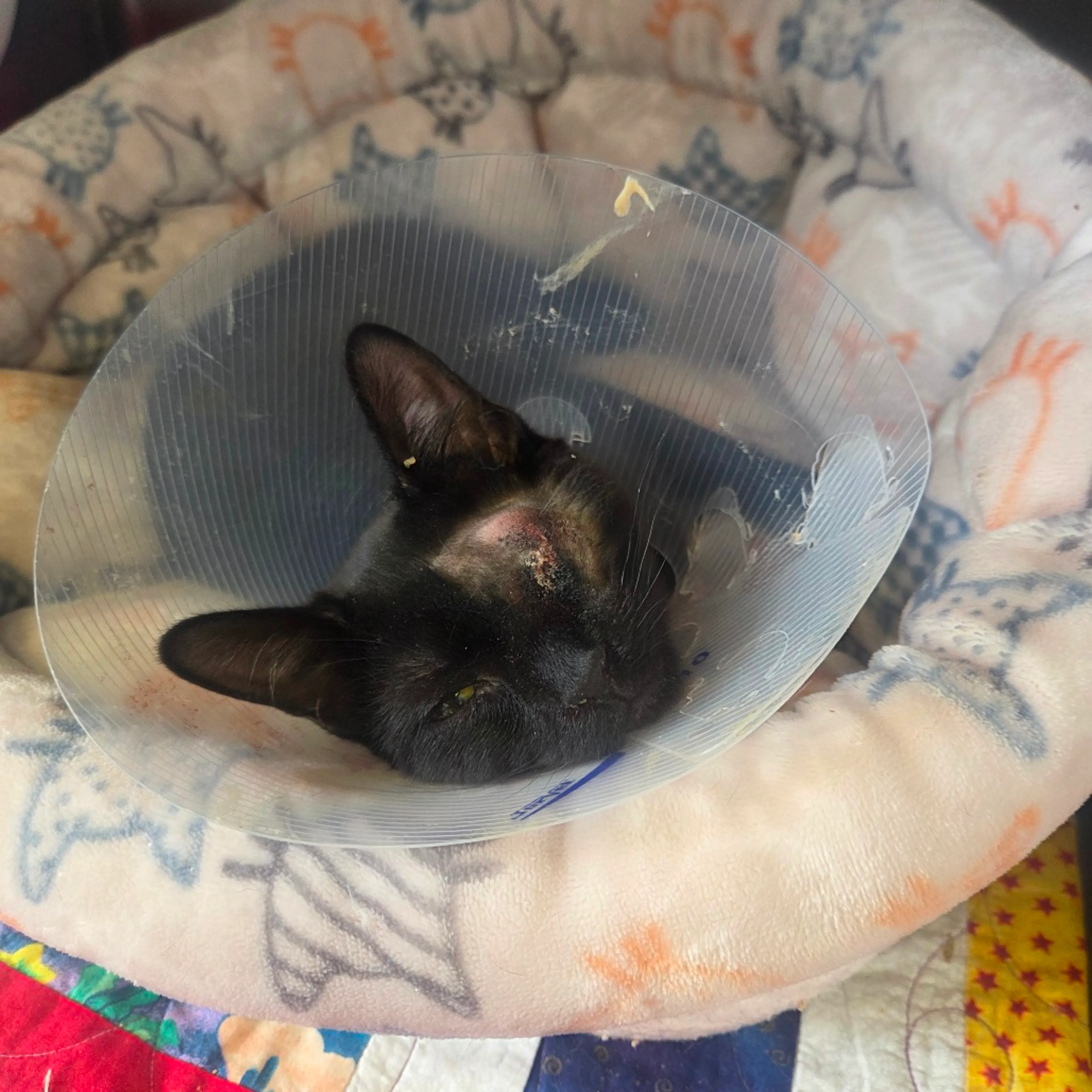 Found pet