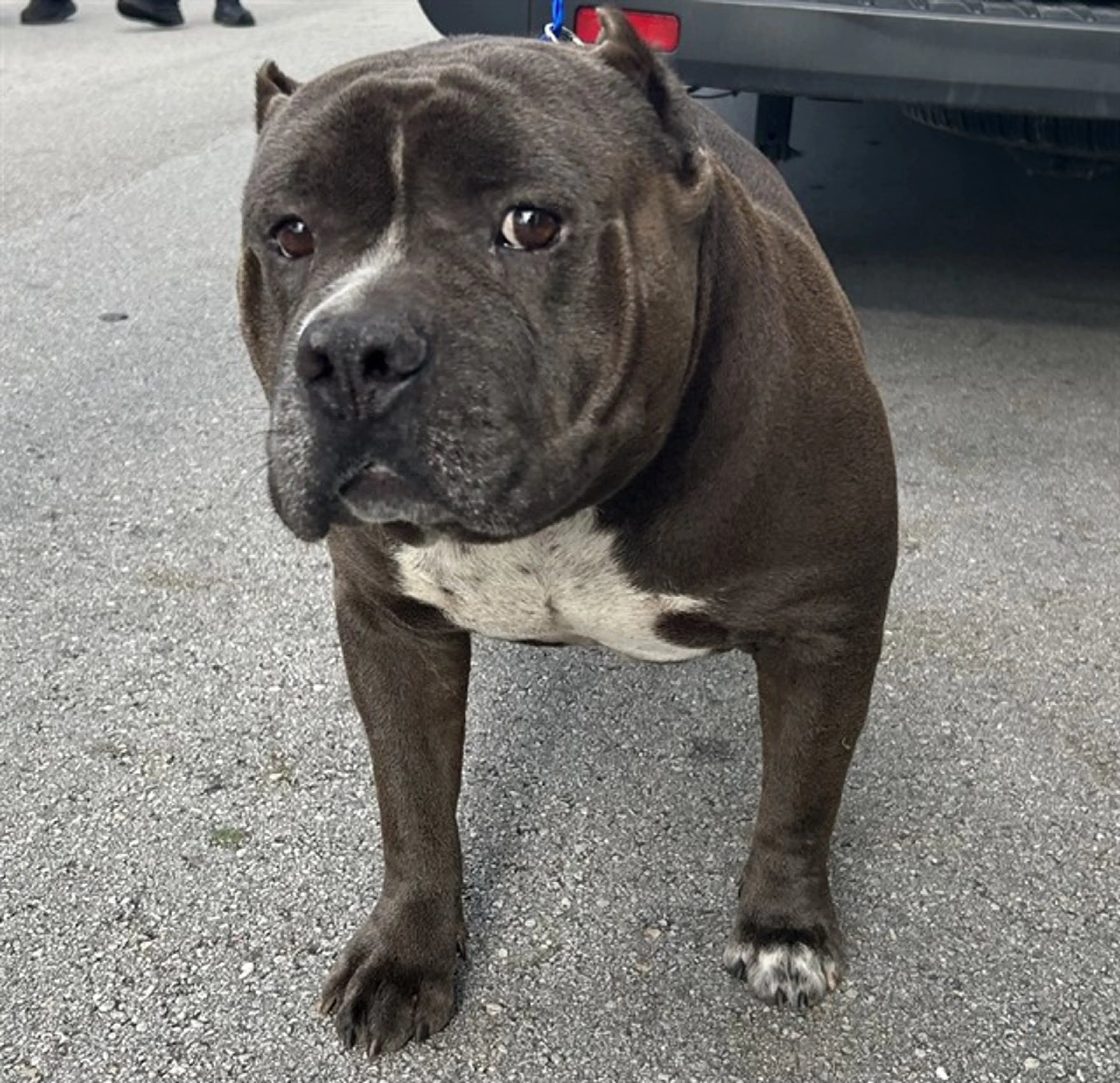 Found pet