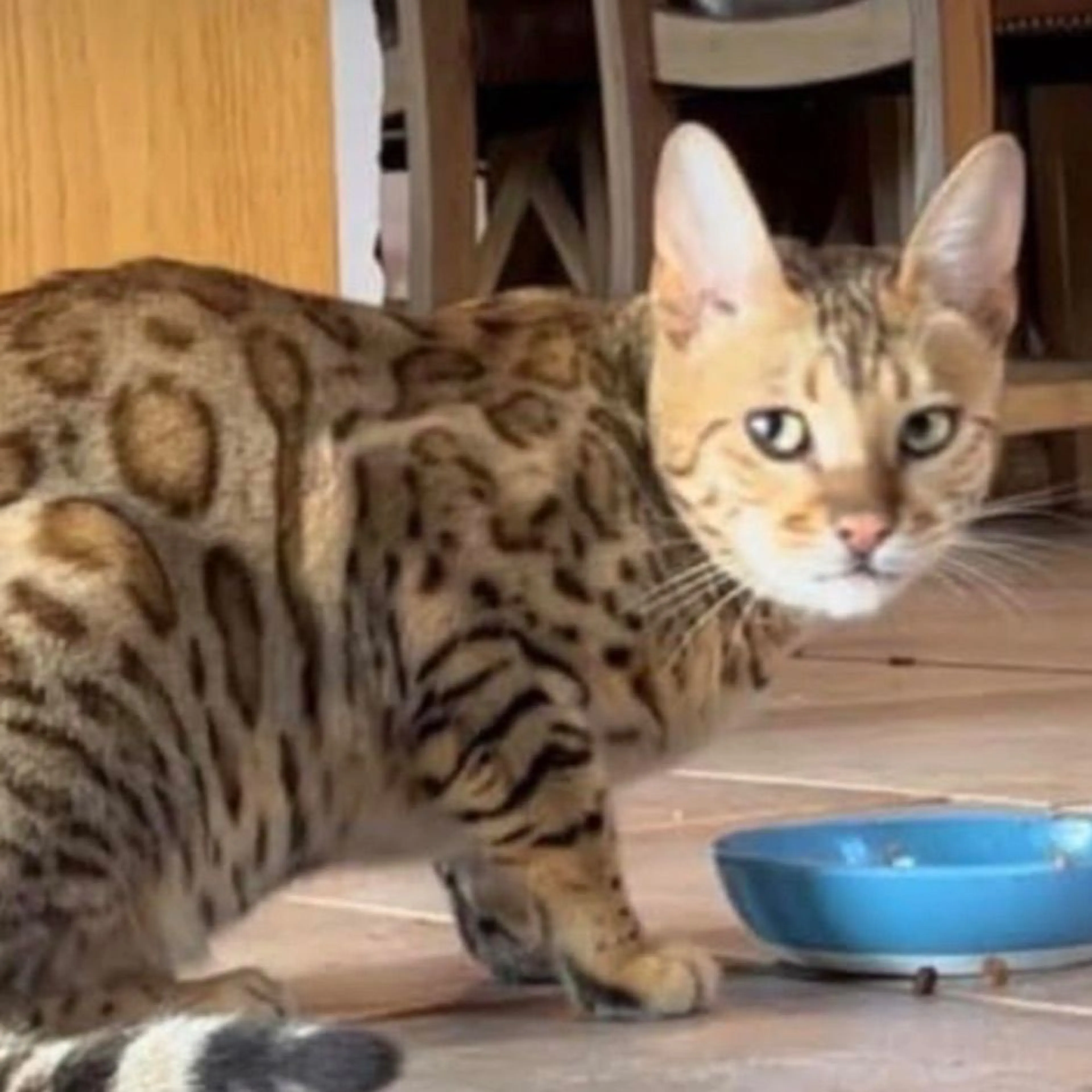Lost pet
