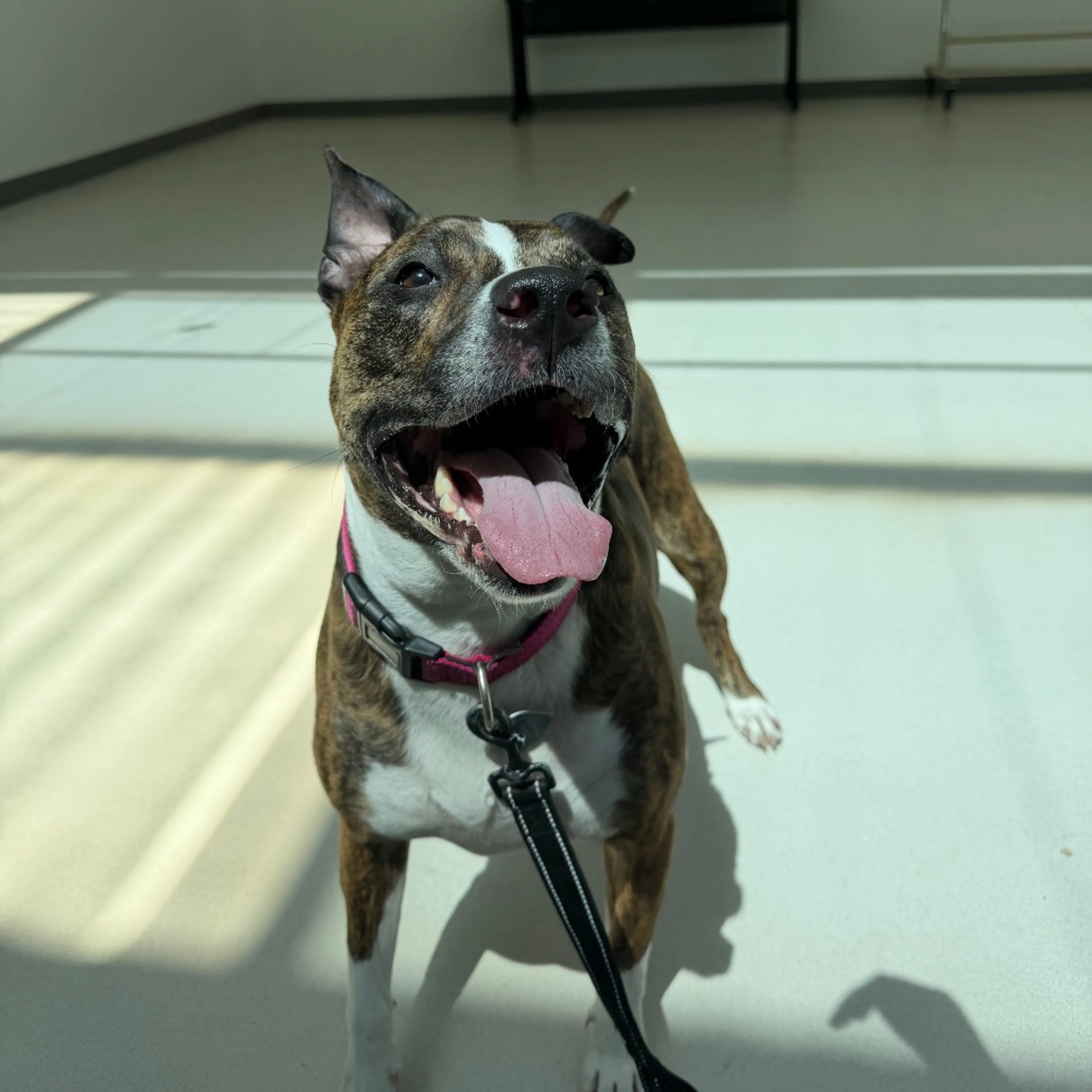 Found pet-6