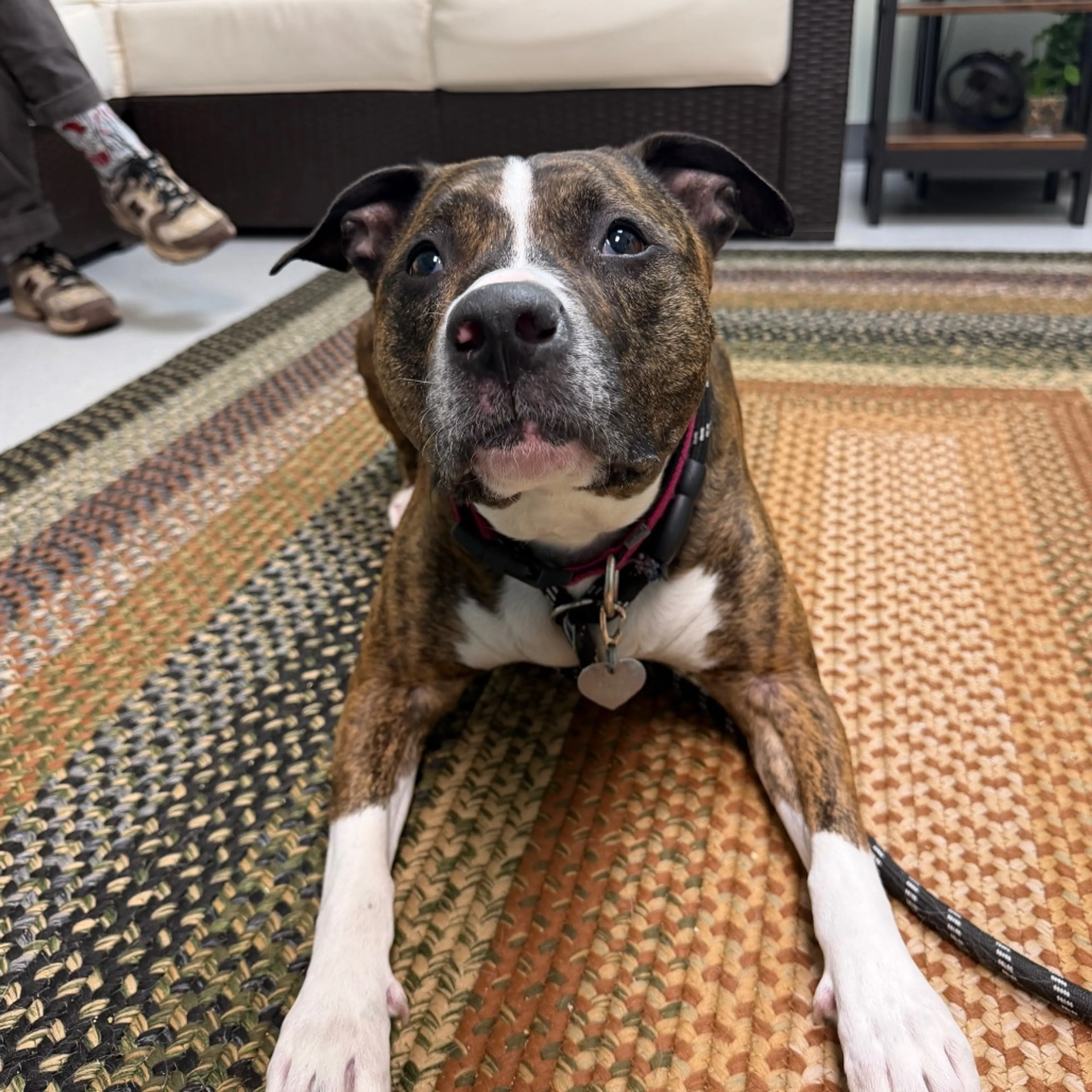 Found pet-2