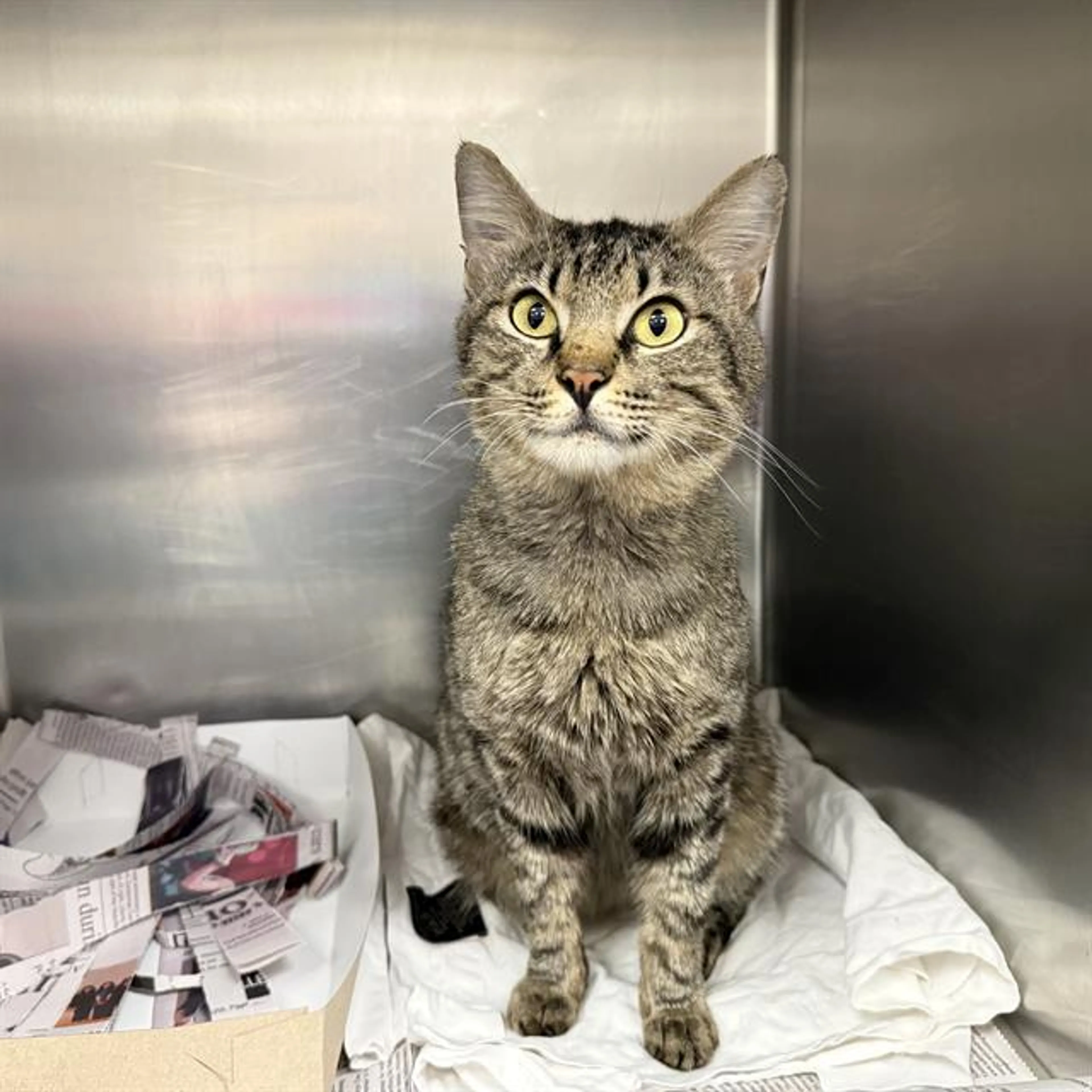 Found pet
