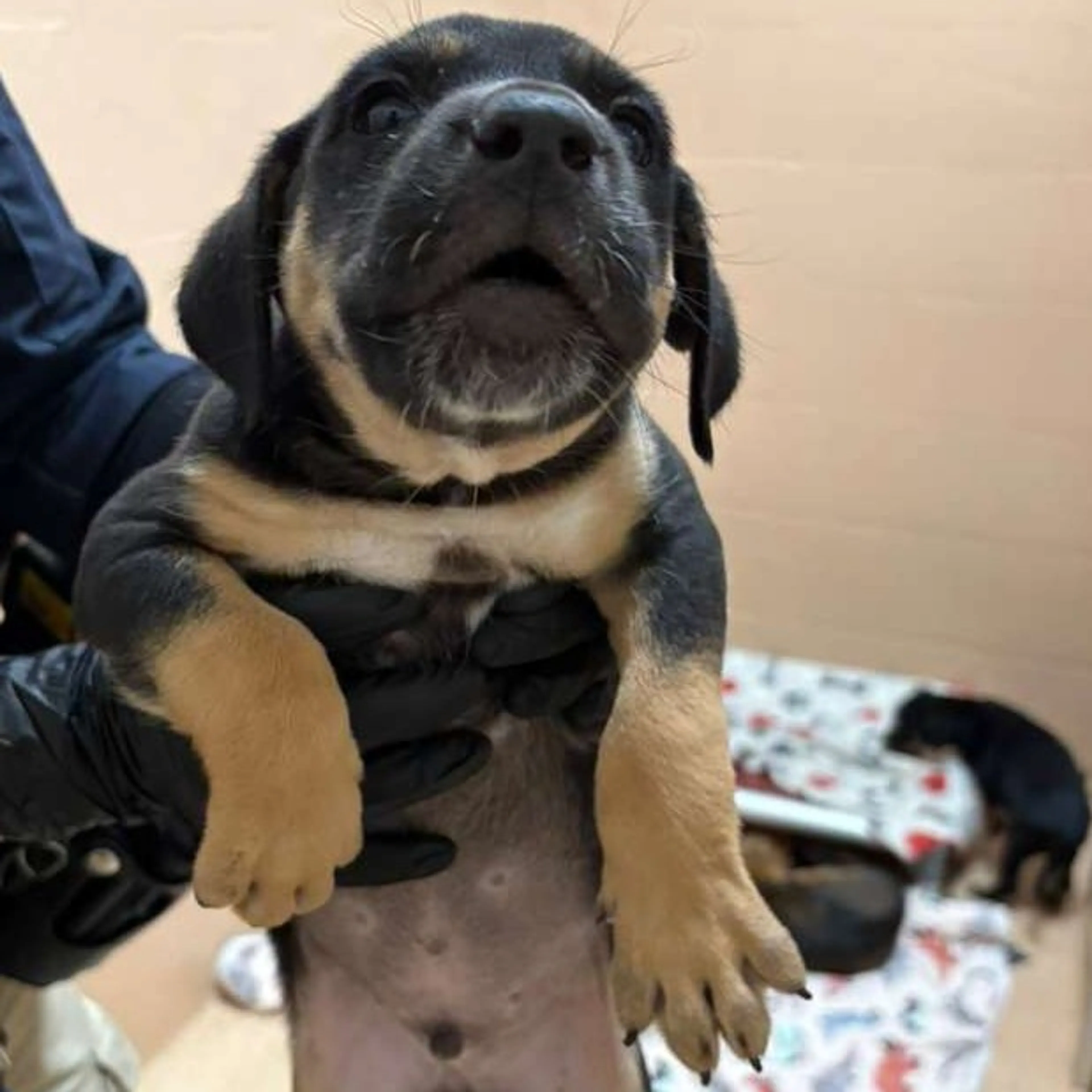 Found pet