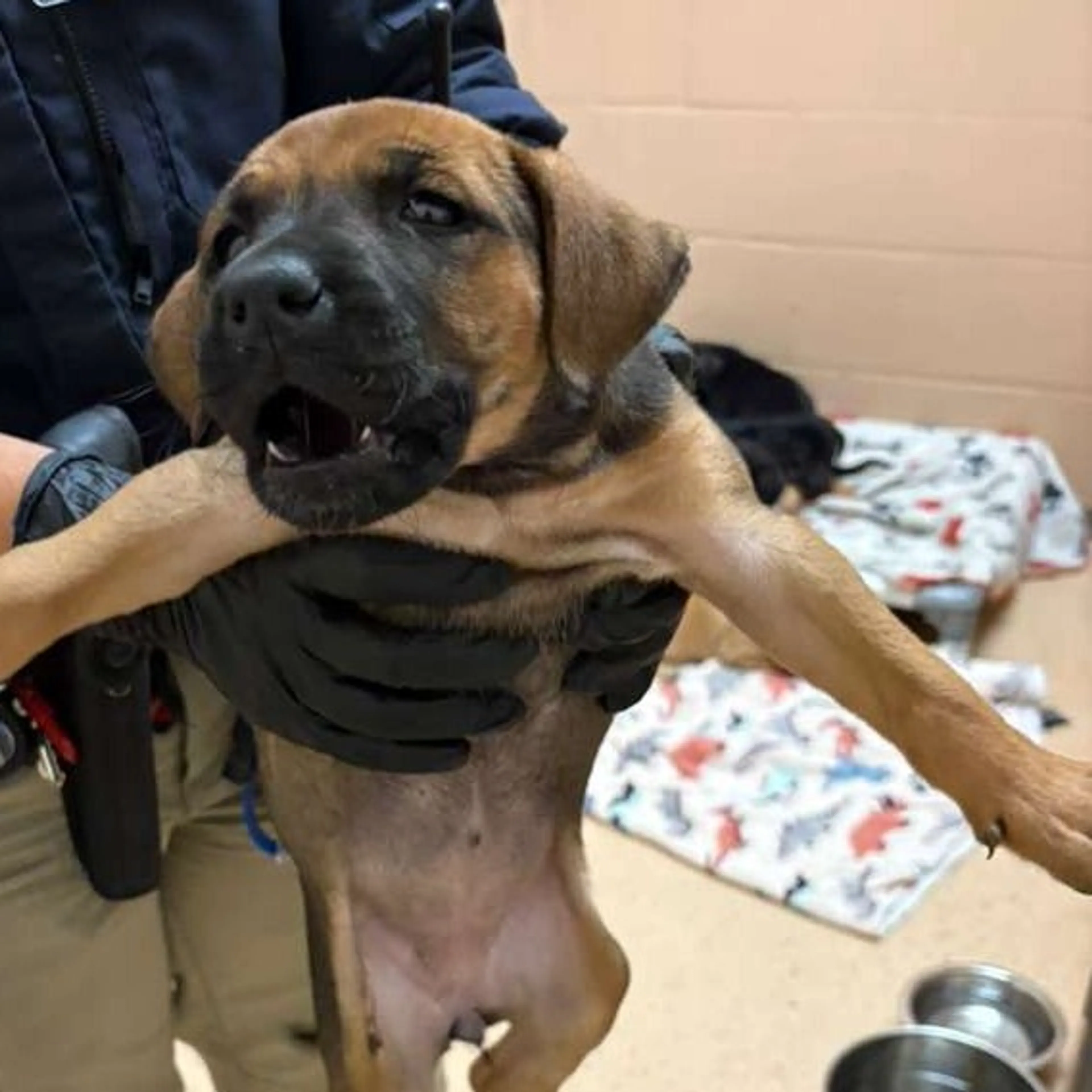 Found pet