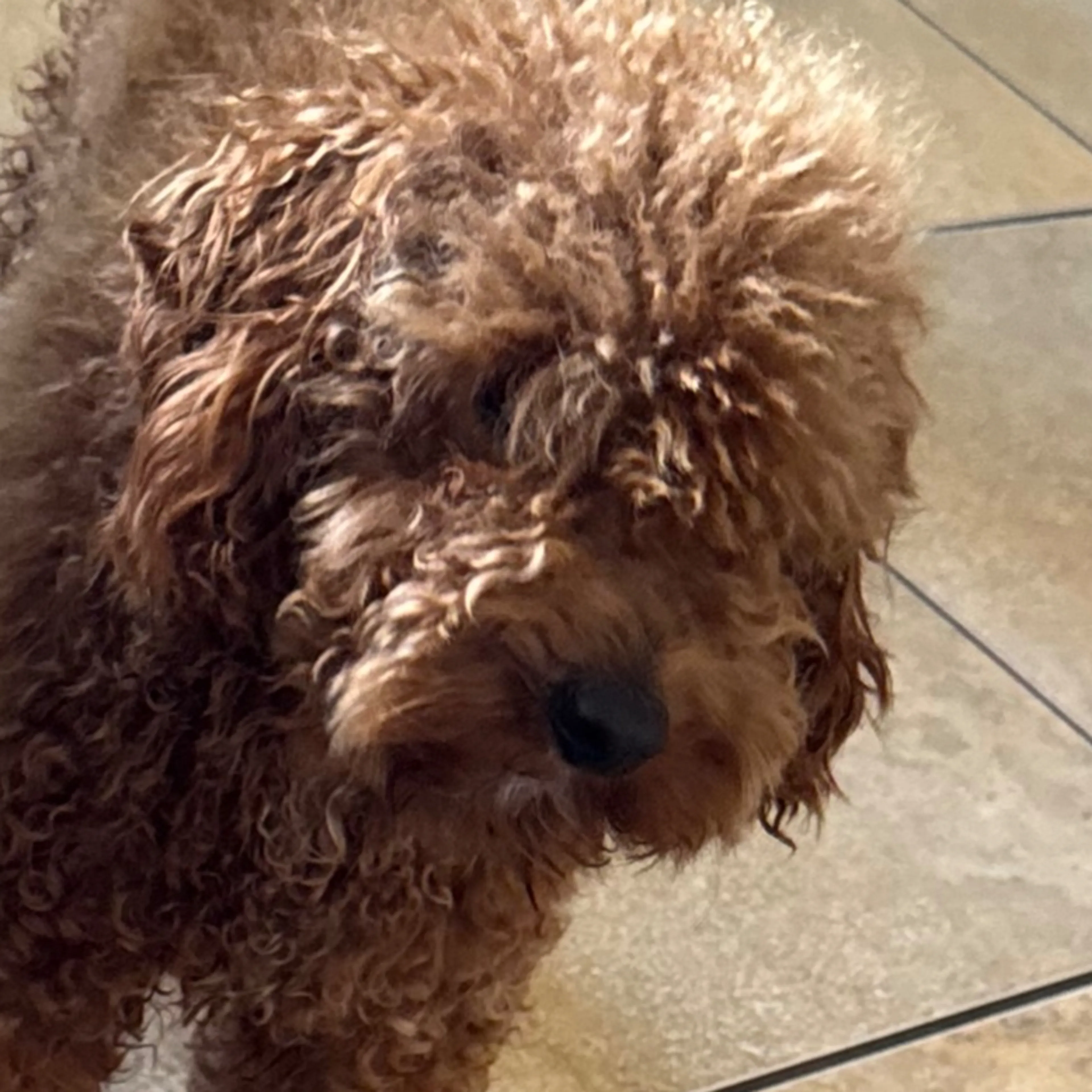 Lost pet-2
