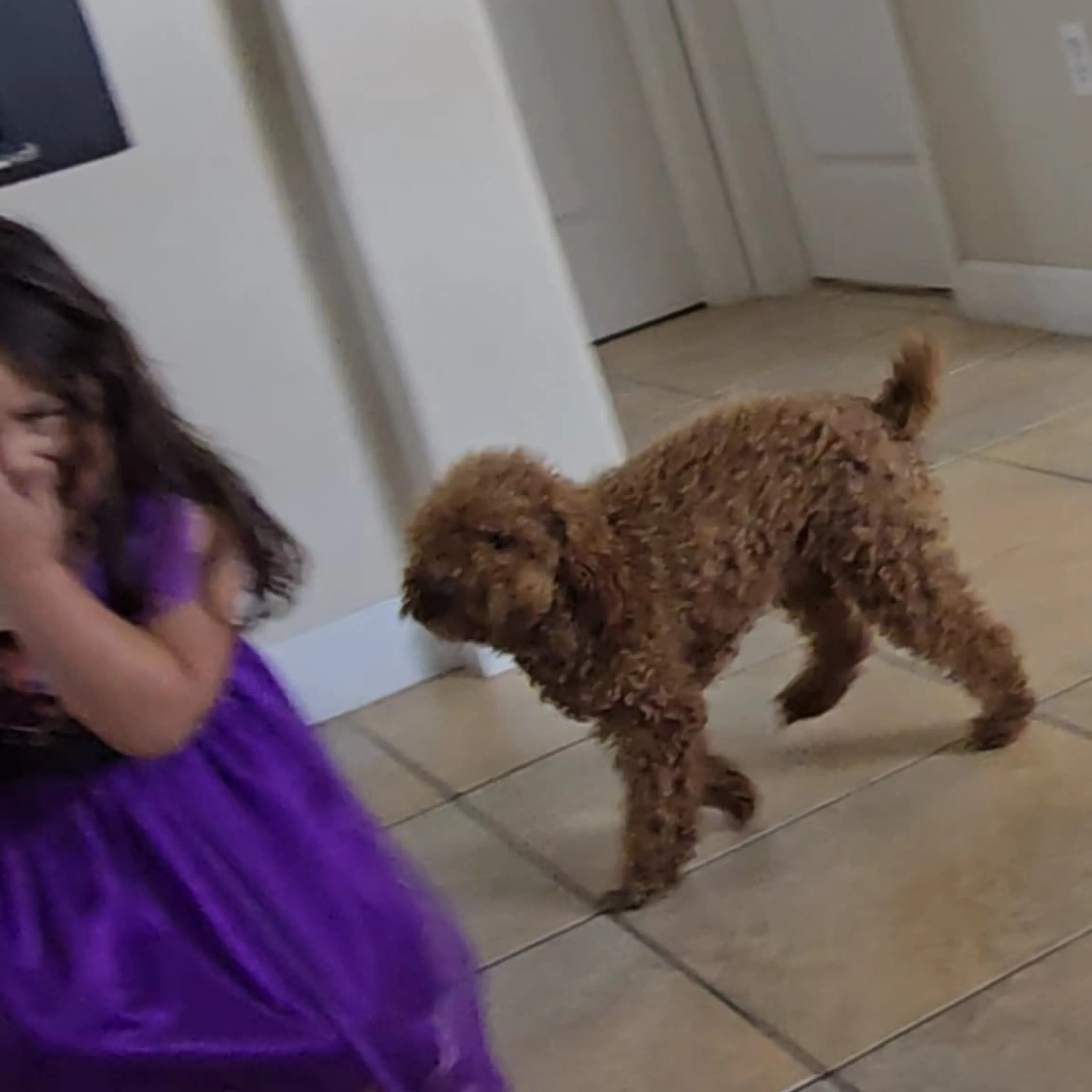 Lost pet-1