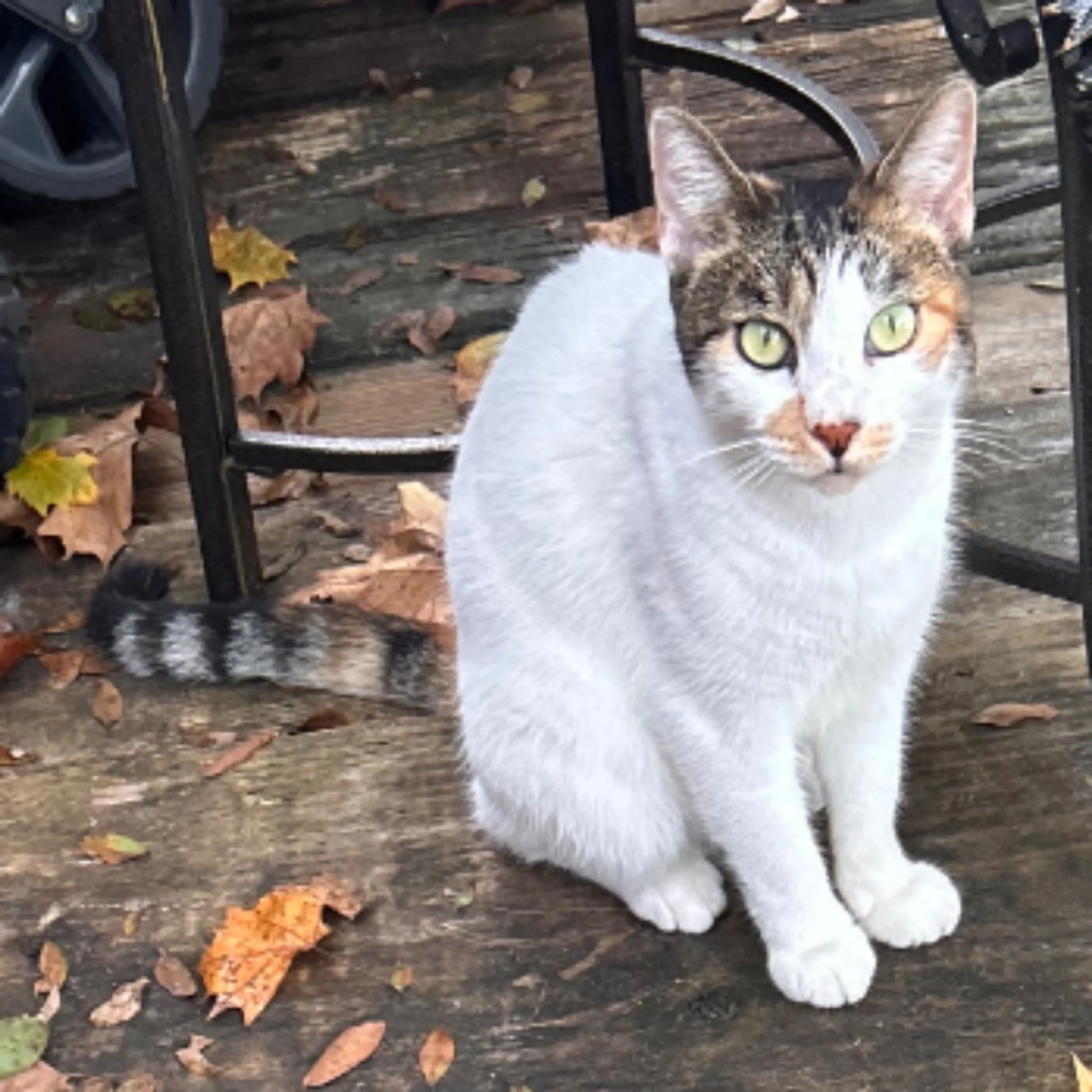 Lost pet