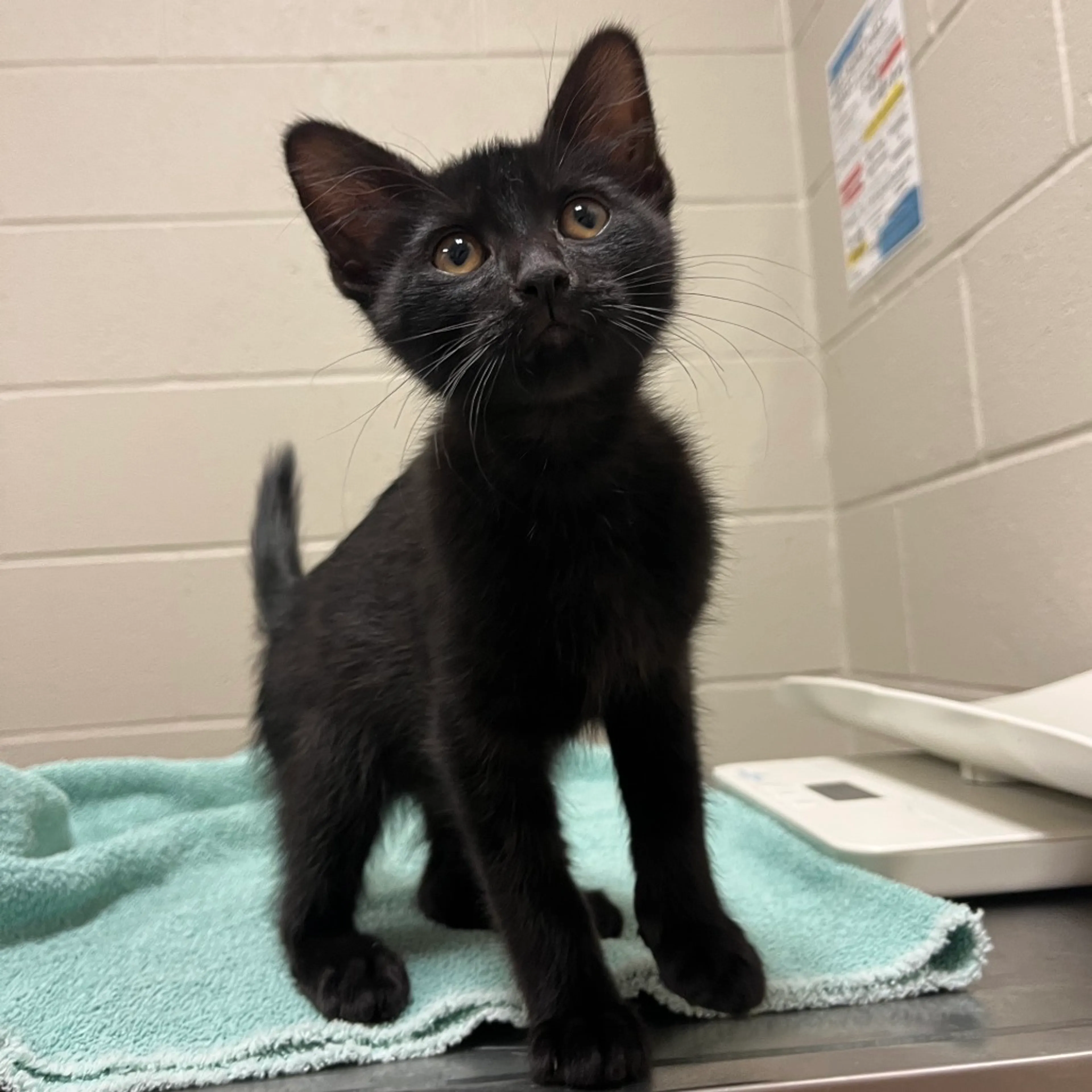 Found pet-1