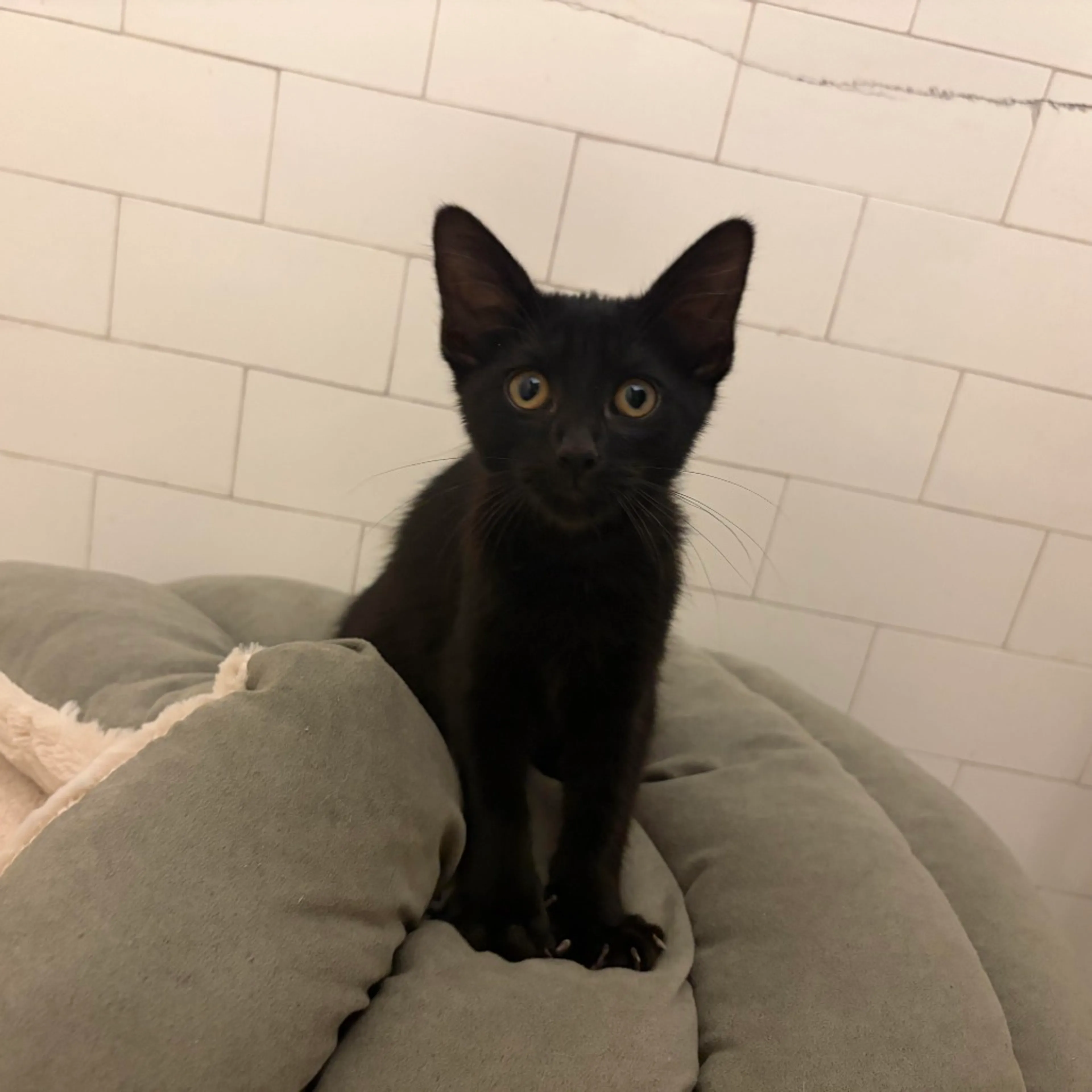 Found pet-0