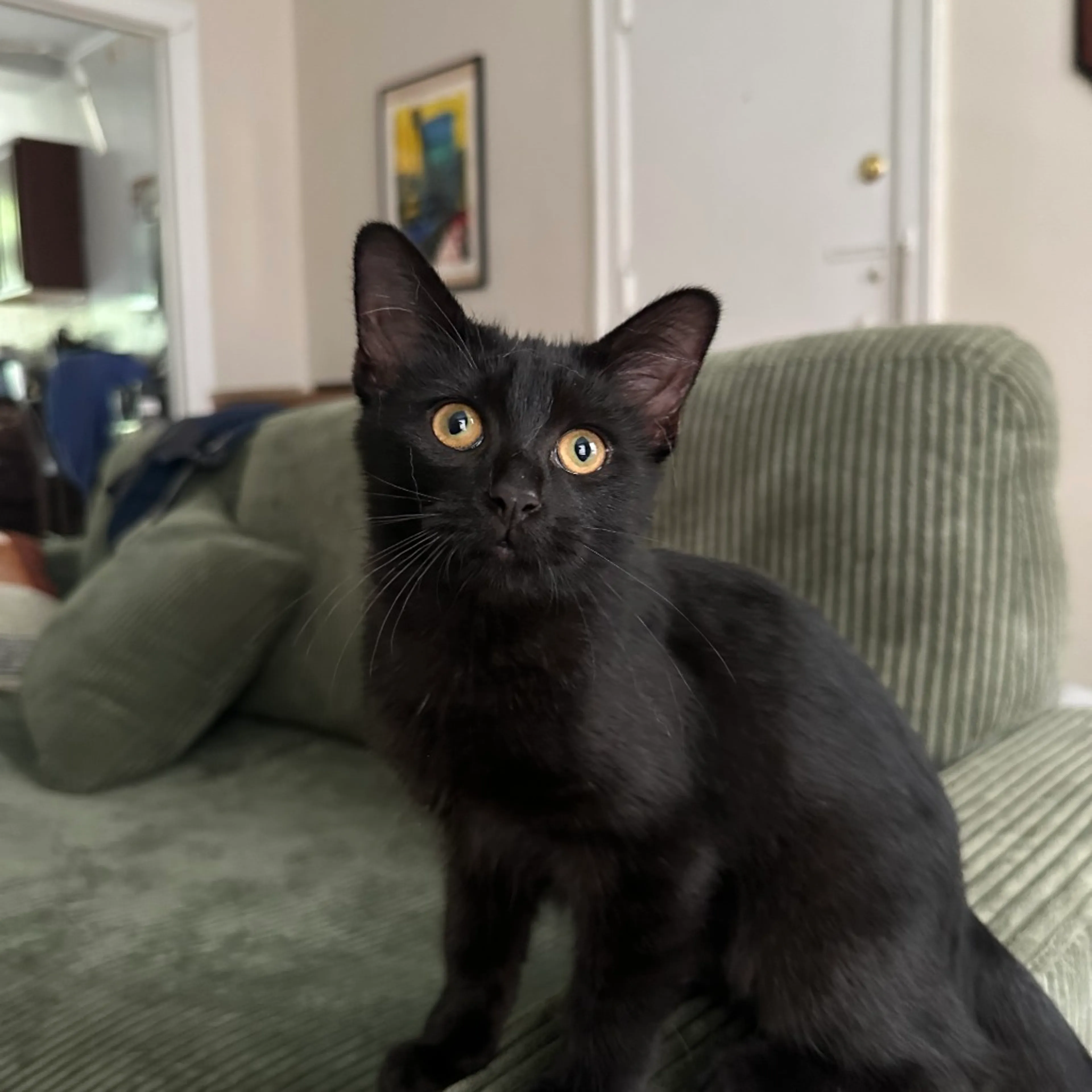 Found pet-3