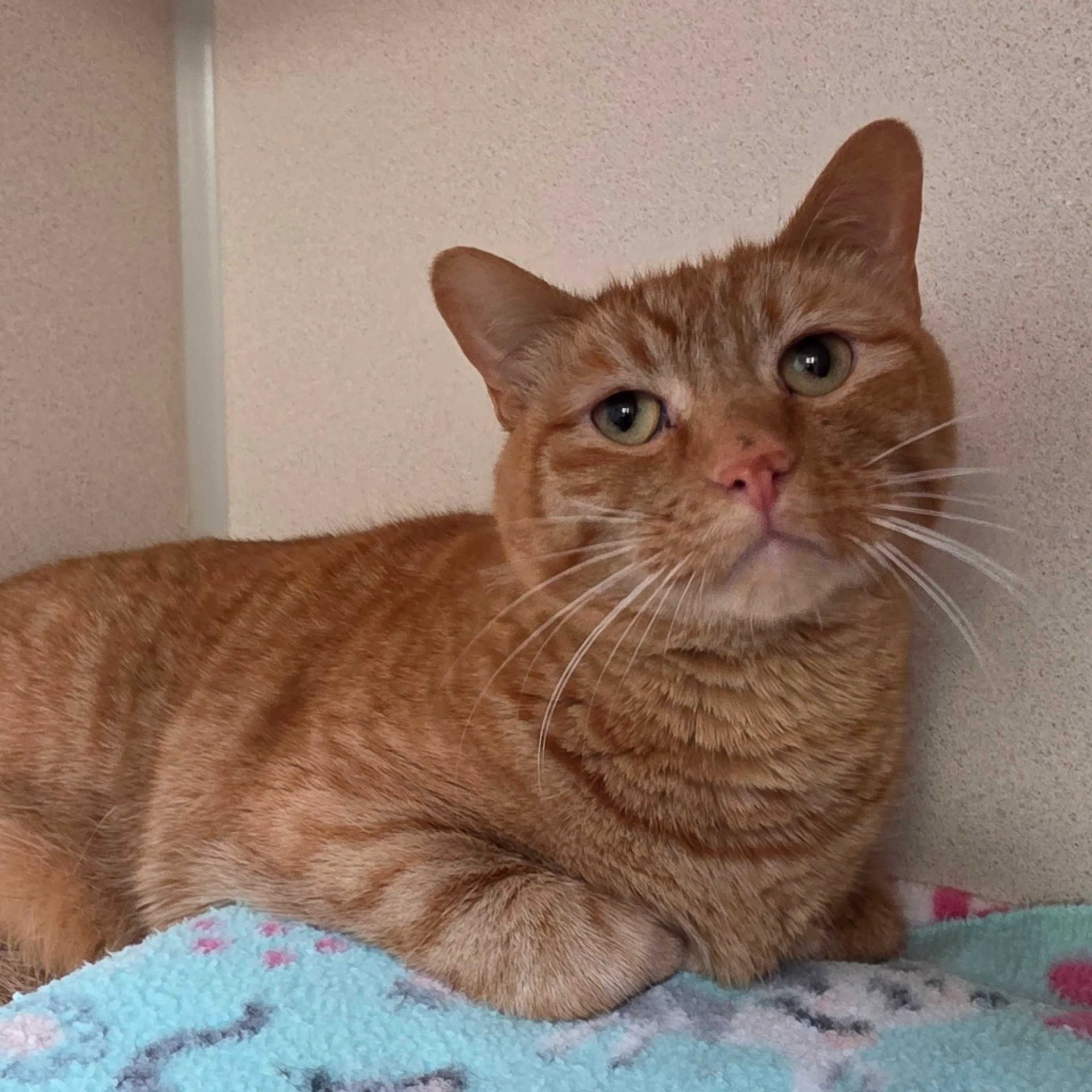 Found pet-1