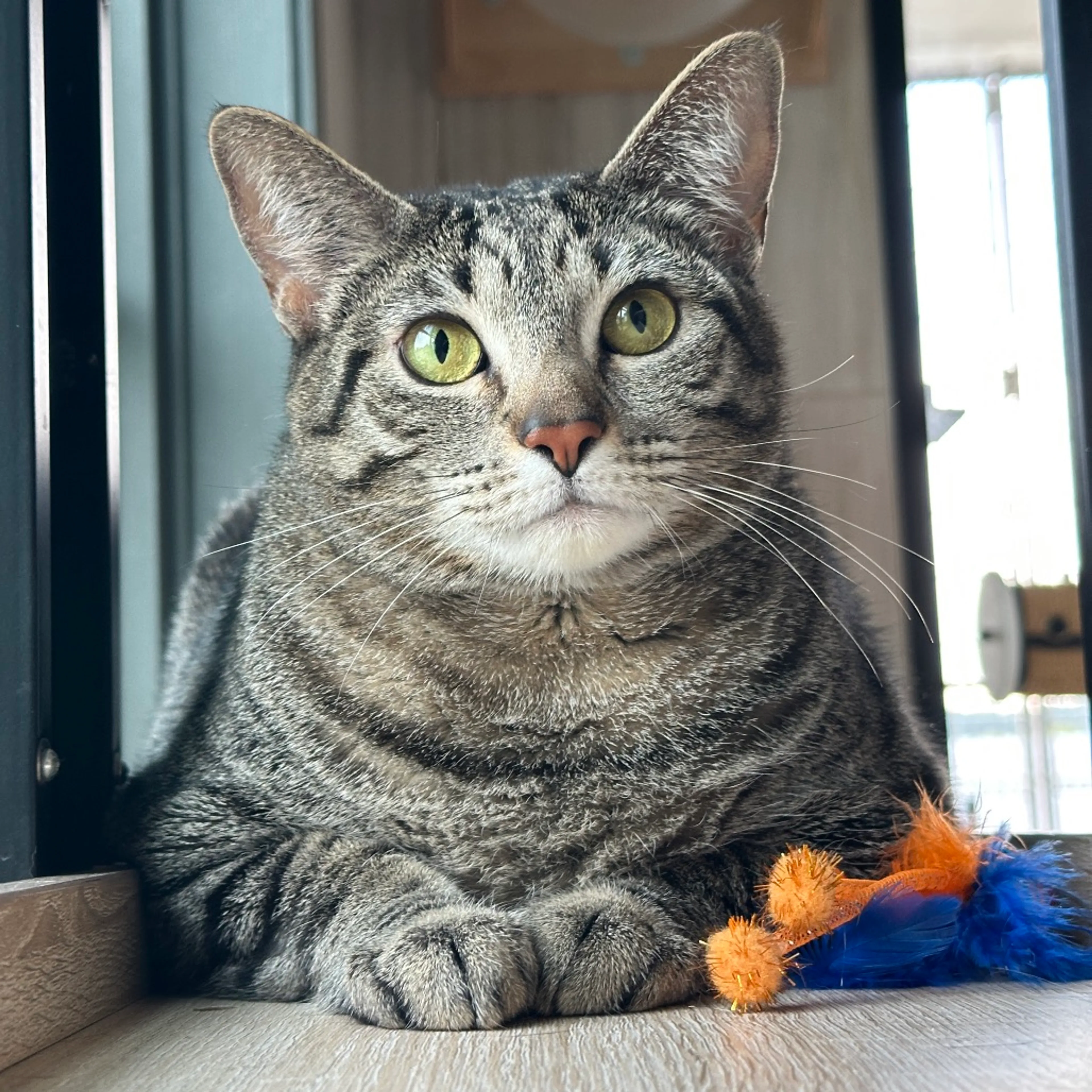 Found pet-2
