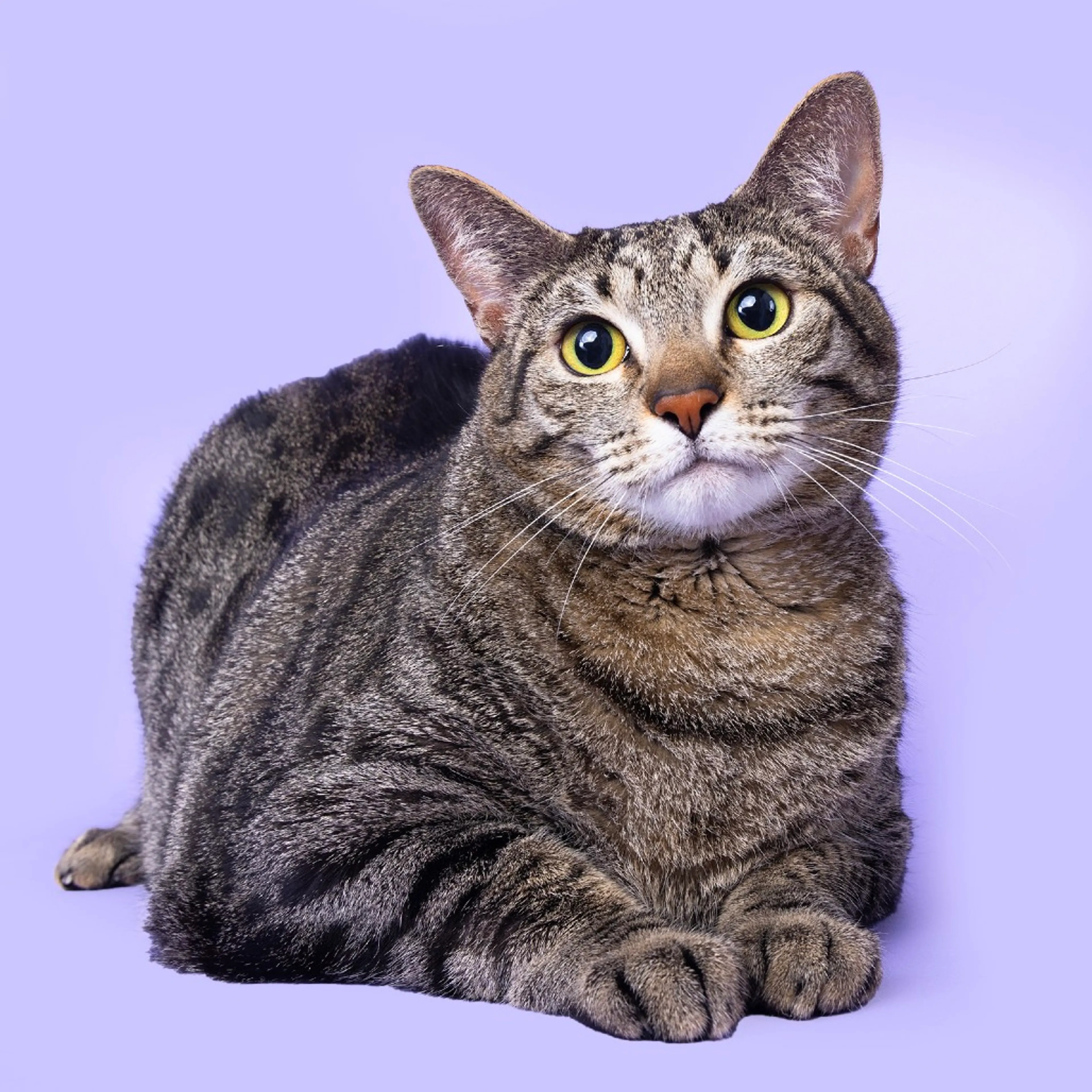 Found pet-3