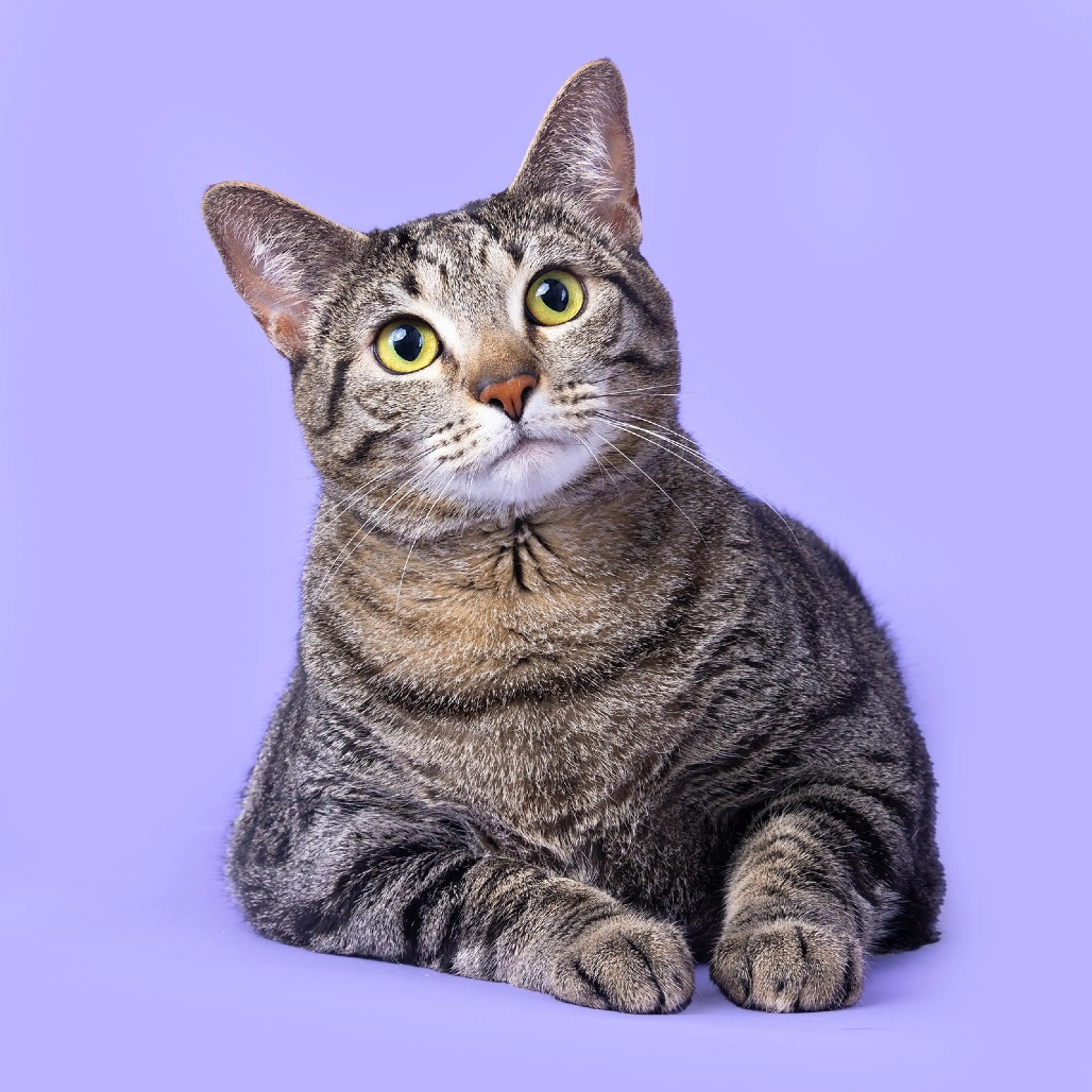 Found pet-0