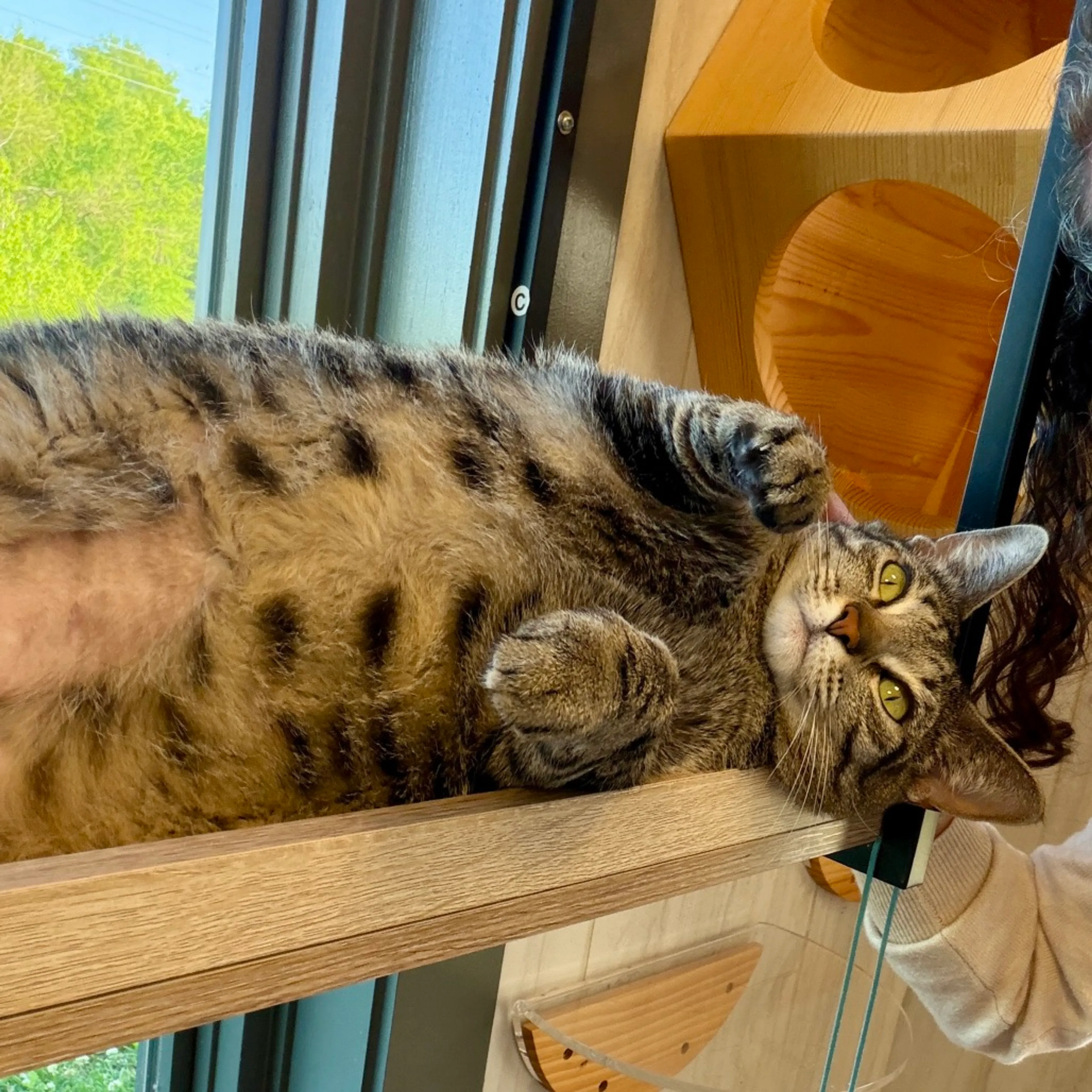 Found pet-1