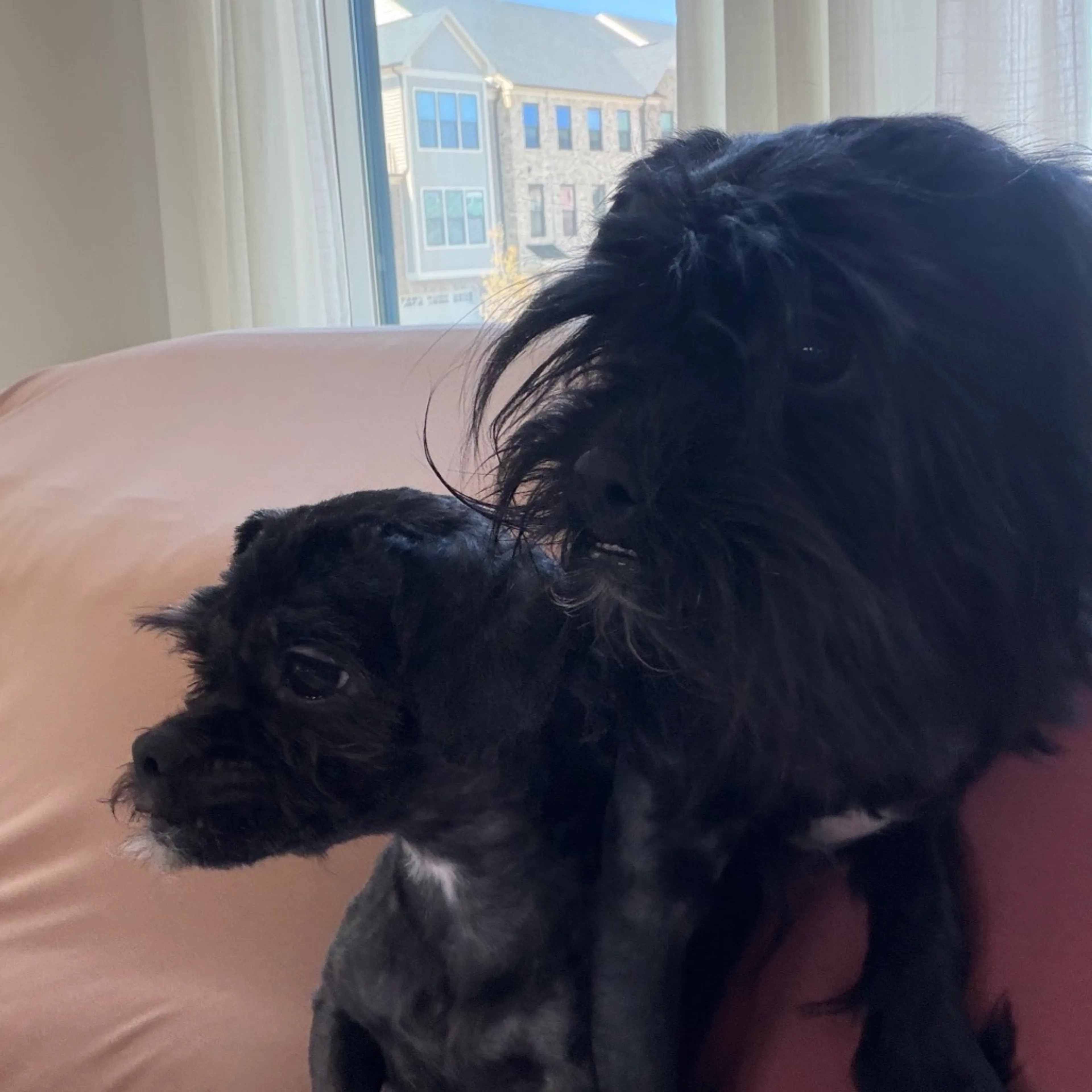 Found pet-1