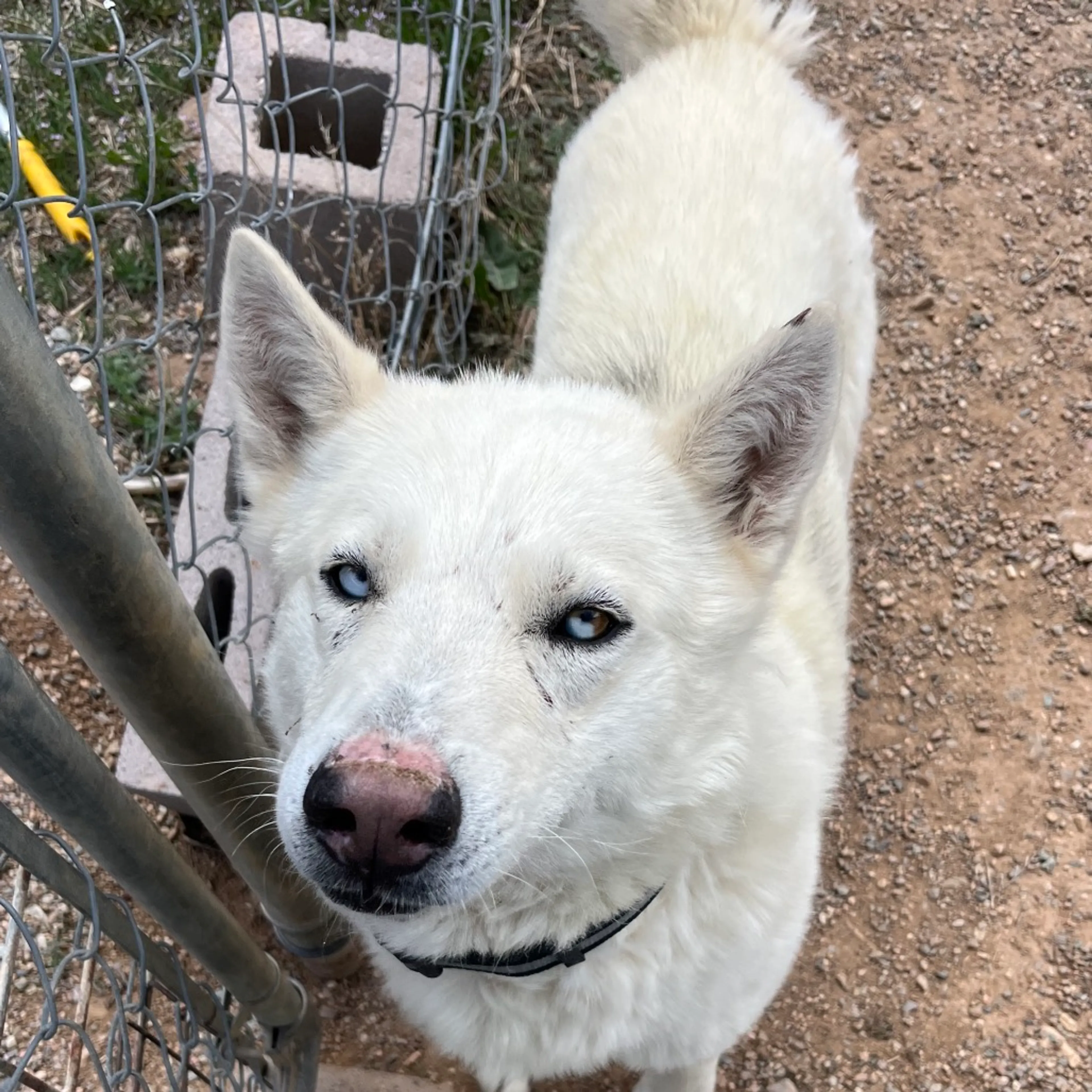 Found pet-1