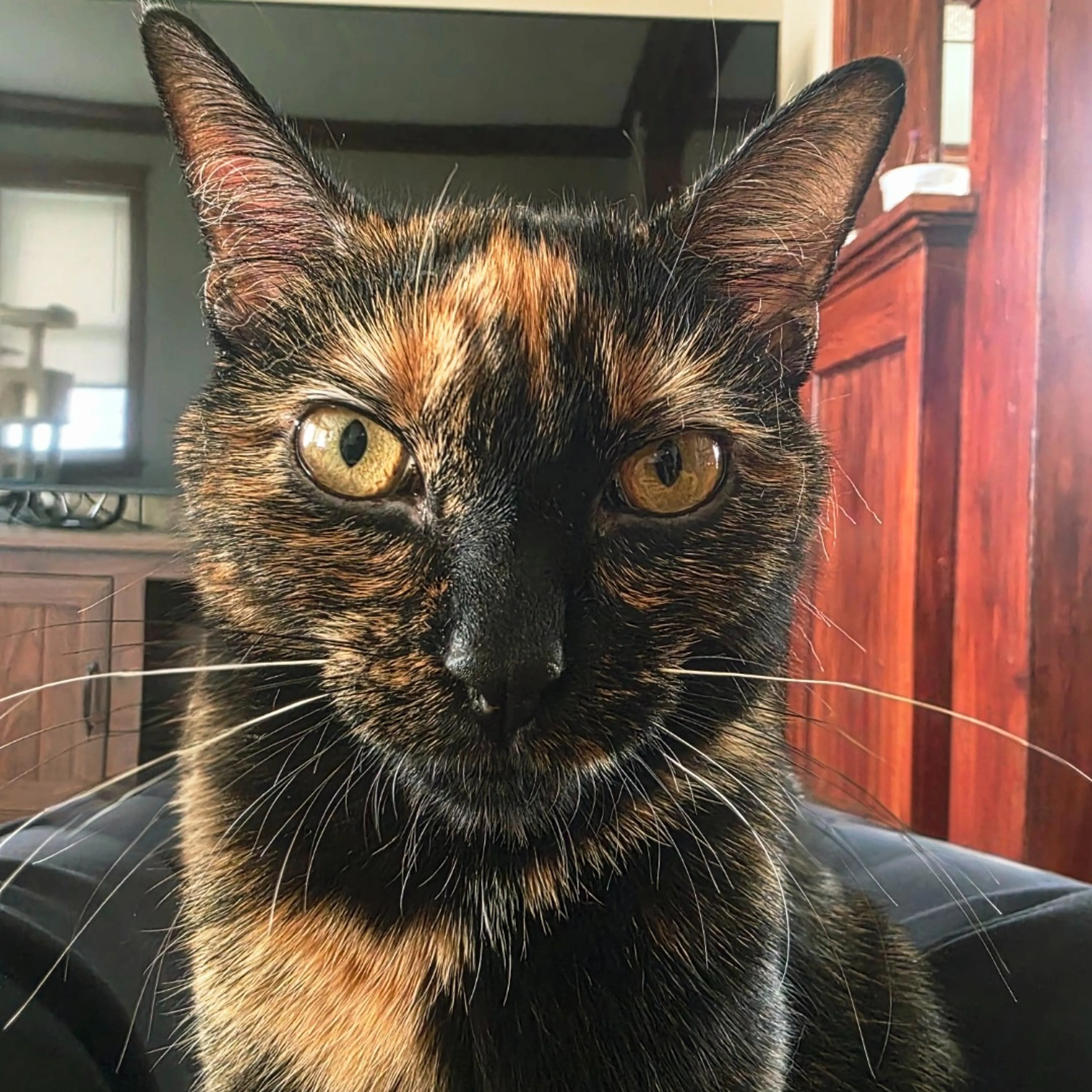 Lost pet-3