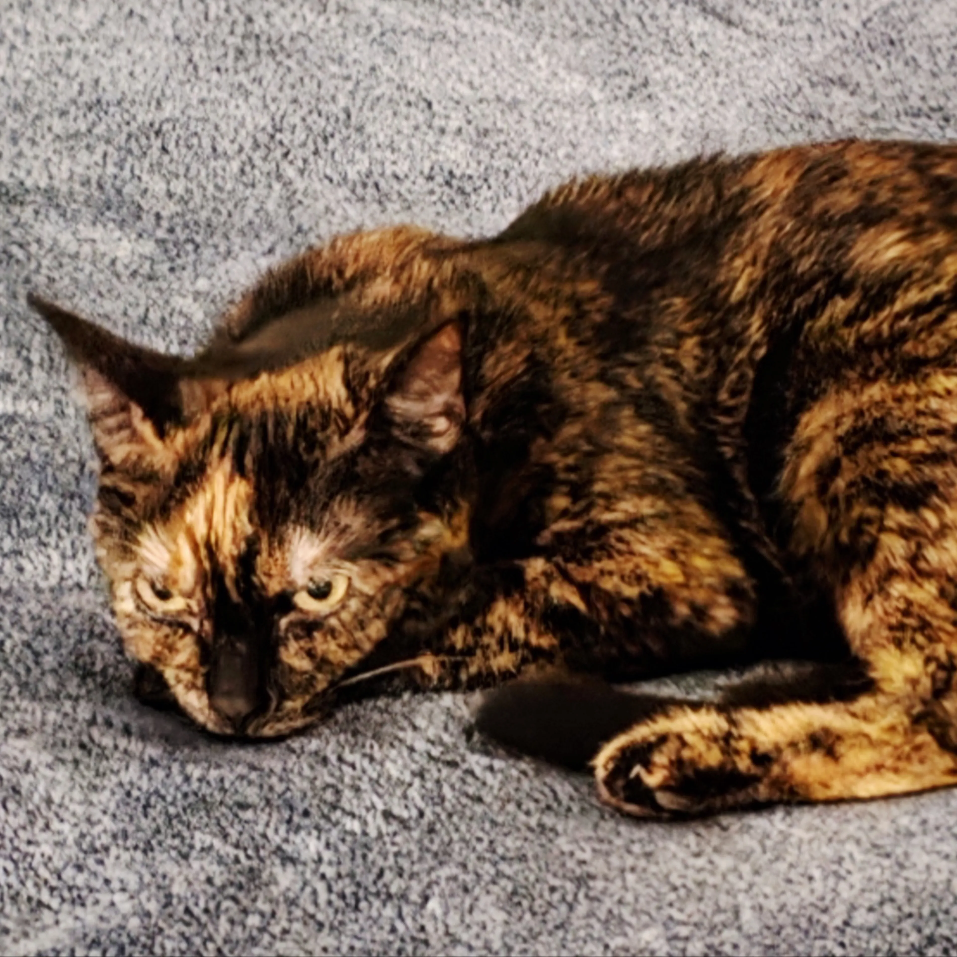 Lost pet-2