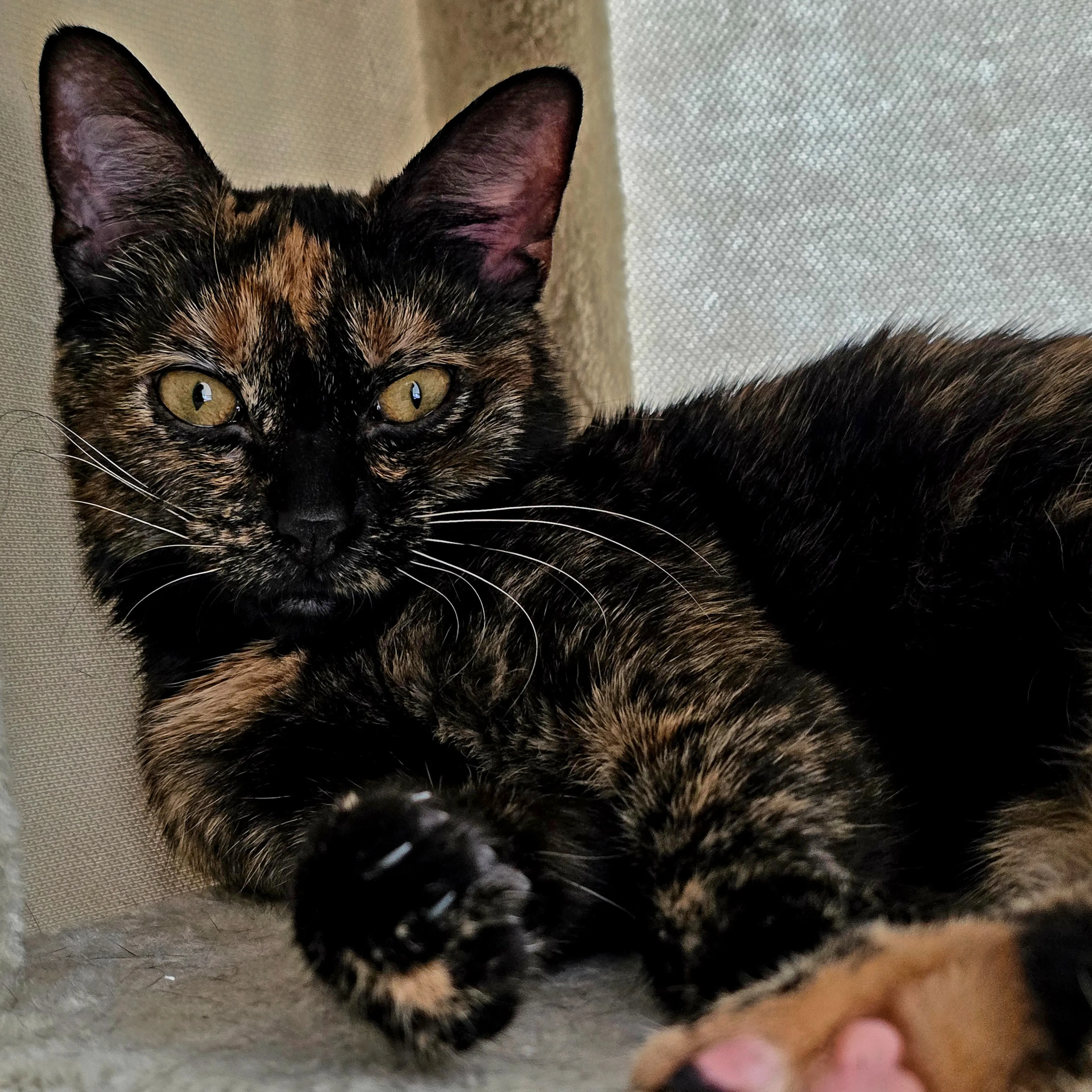 Lost pet-1
