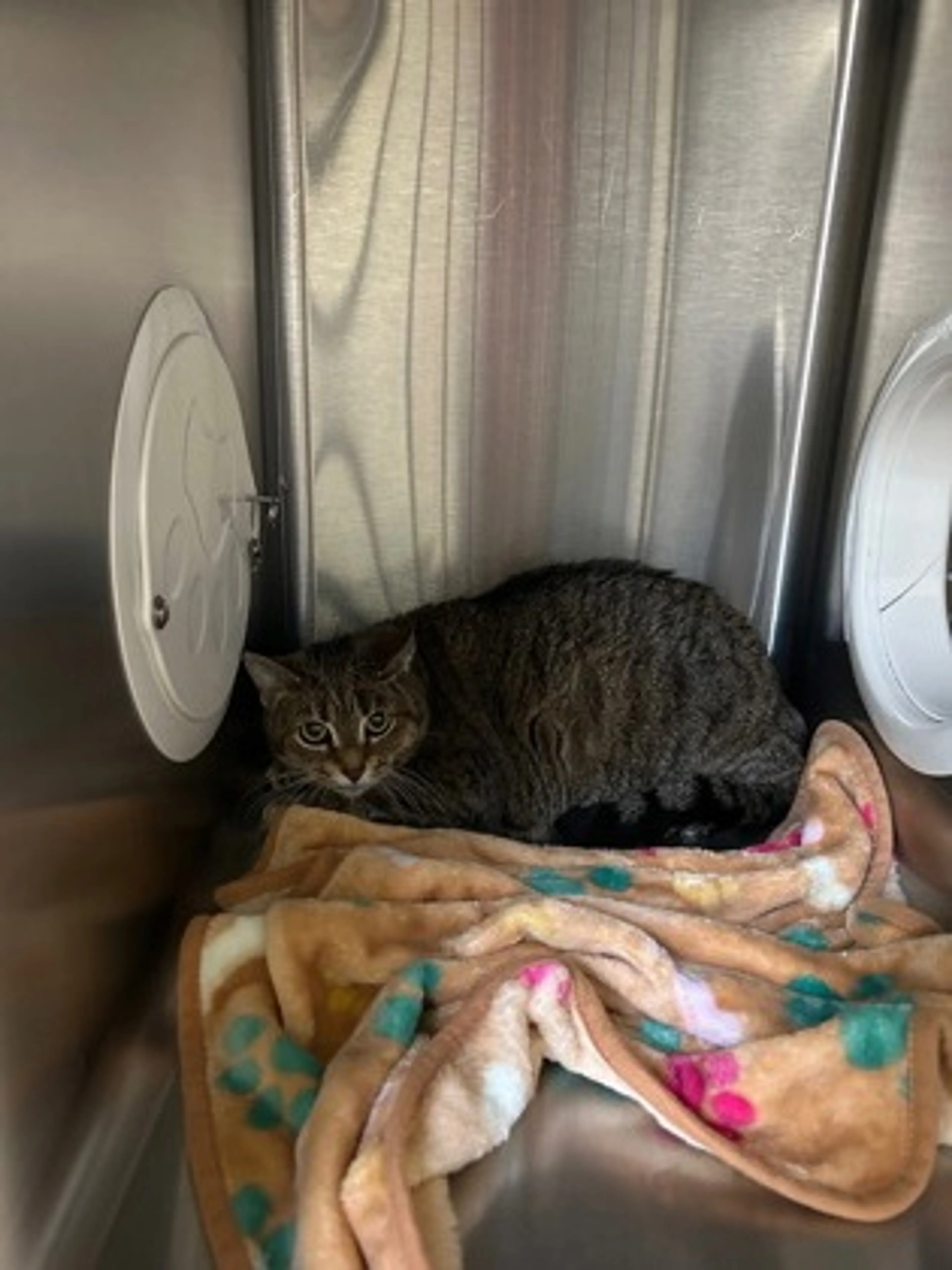 Found pet-1