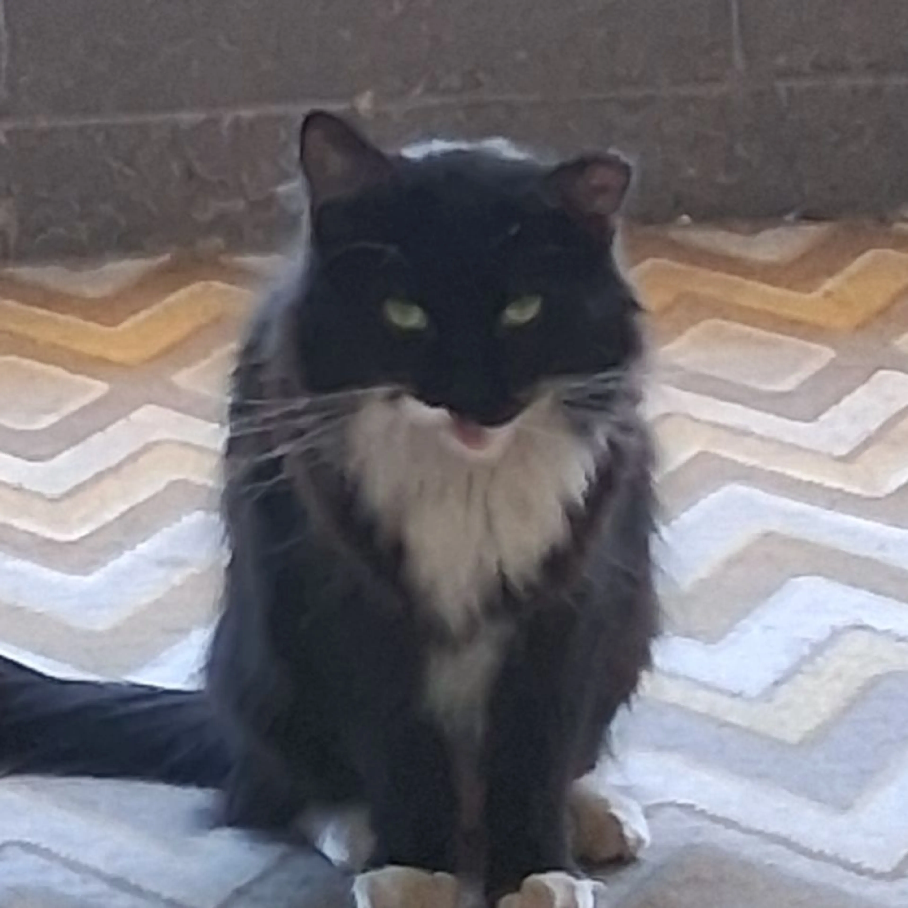 Found pet