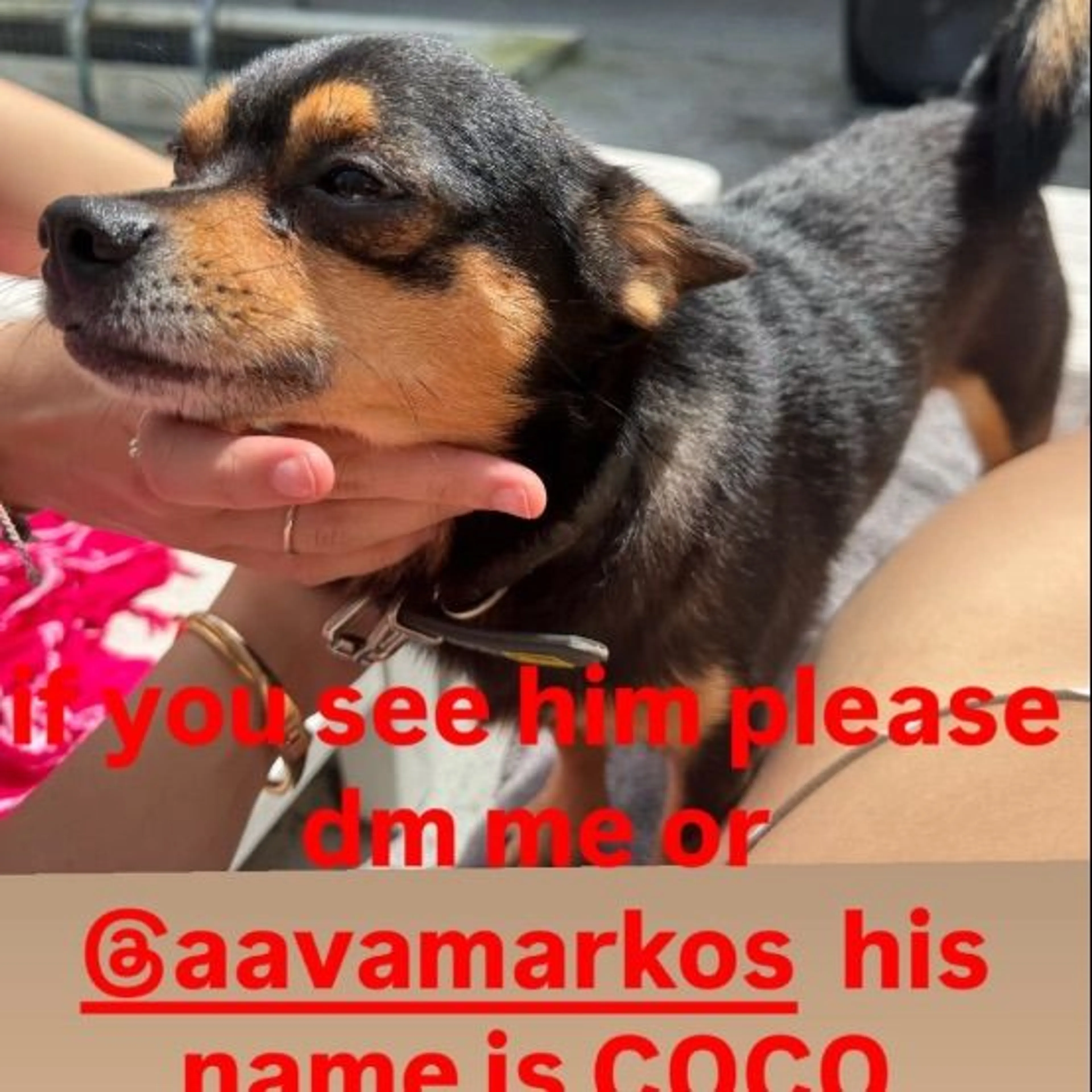 Lost pet