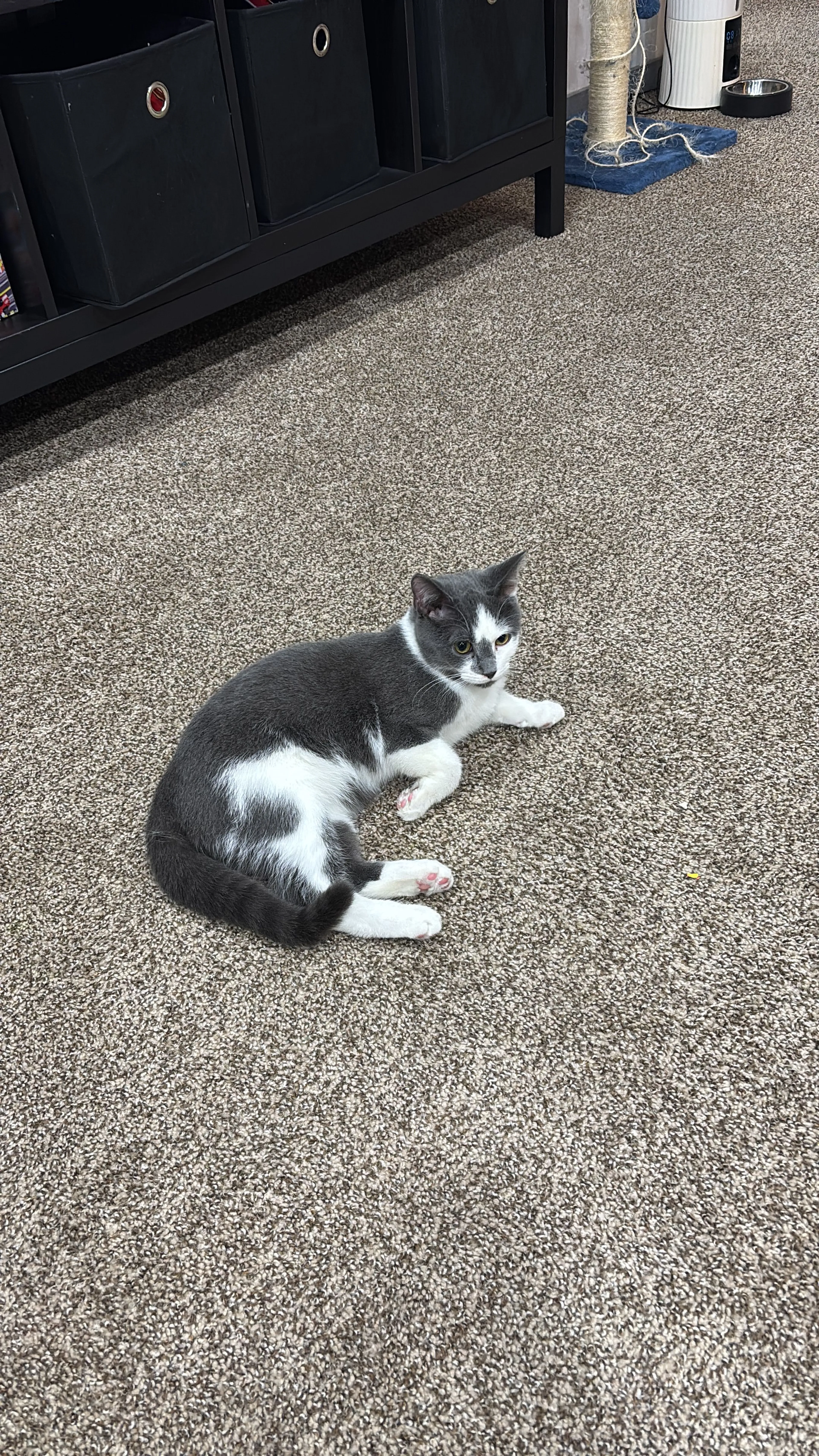 Lost pet-2