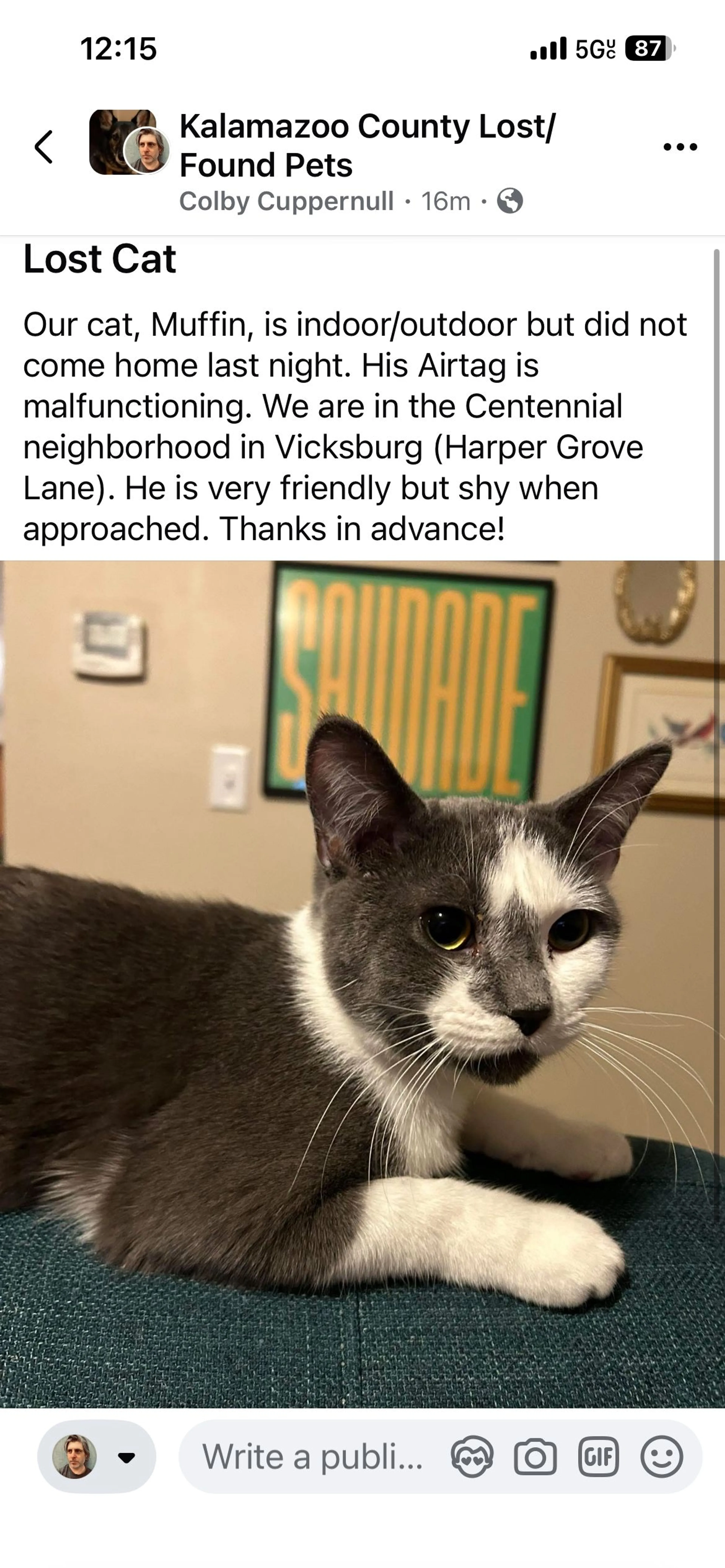 Lost pet-0