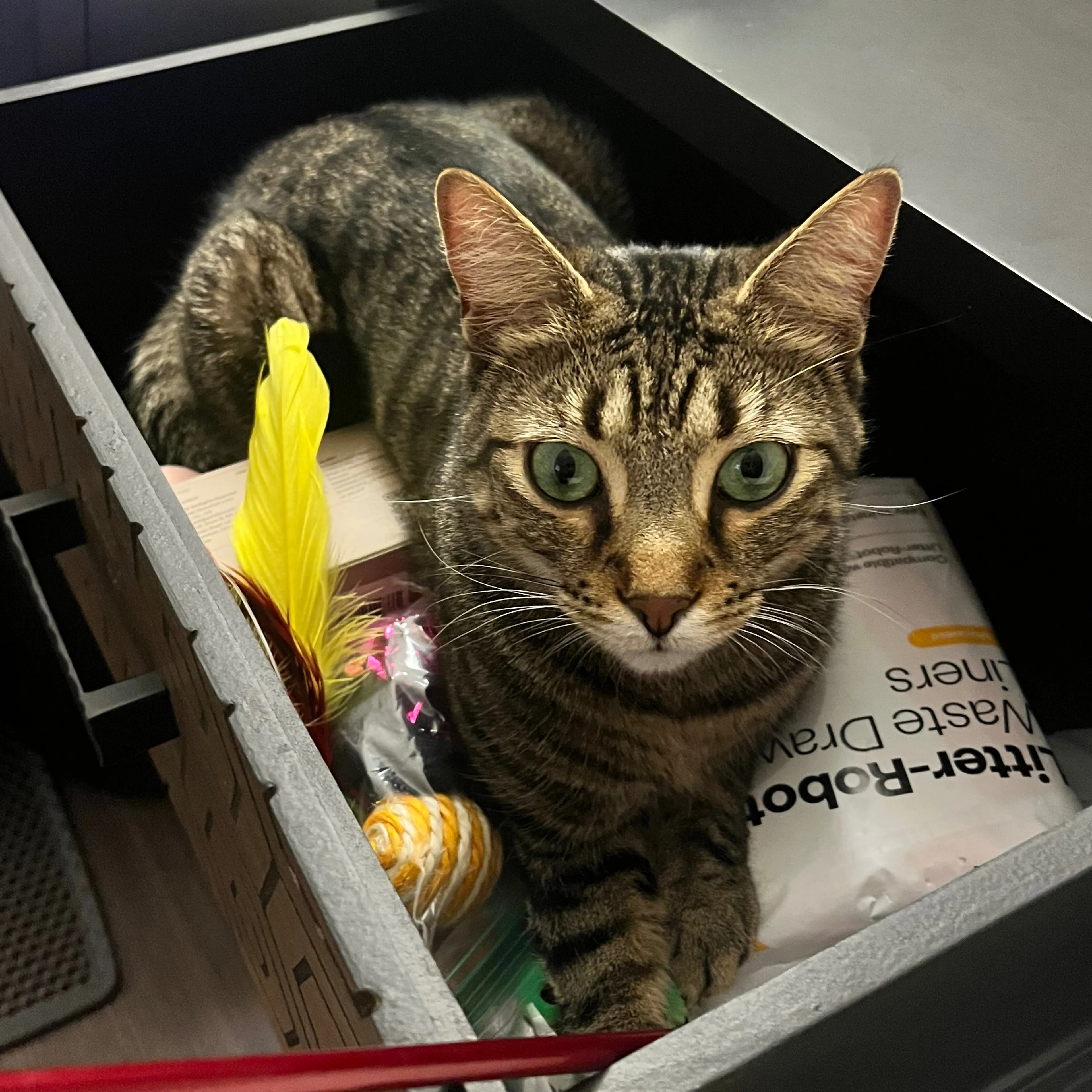 Lost pet-2