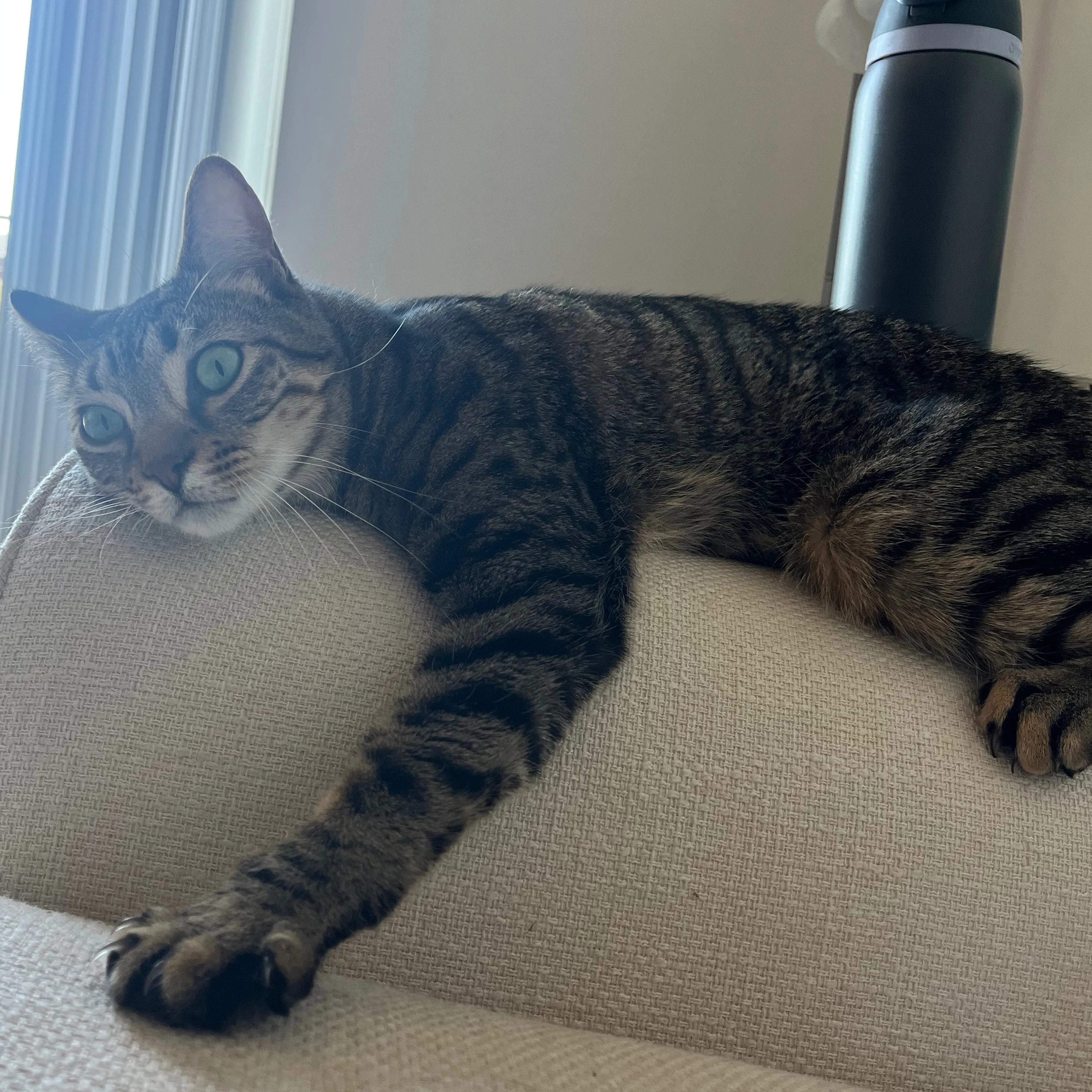Lost pet-3