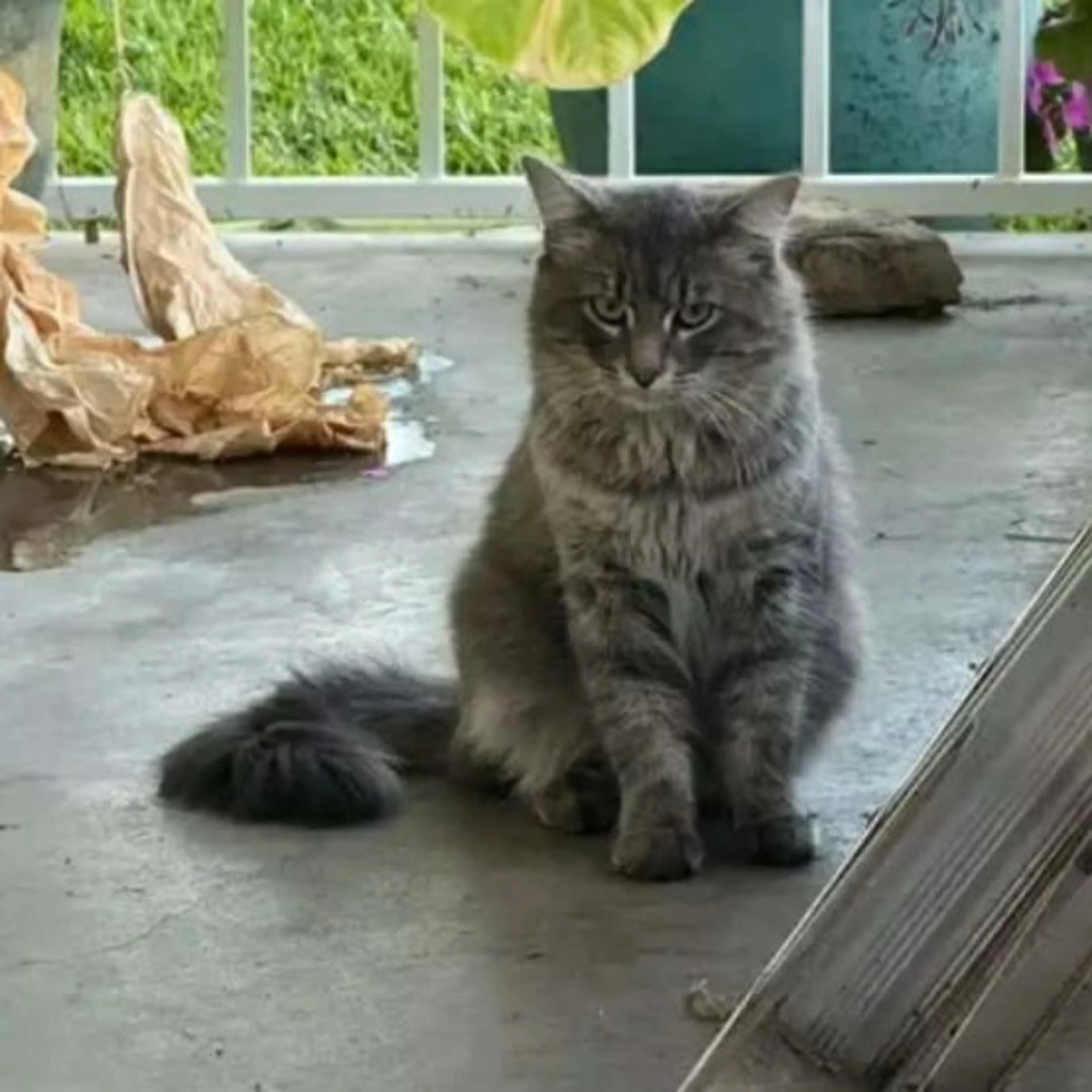 Found pet