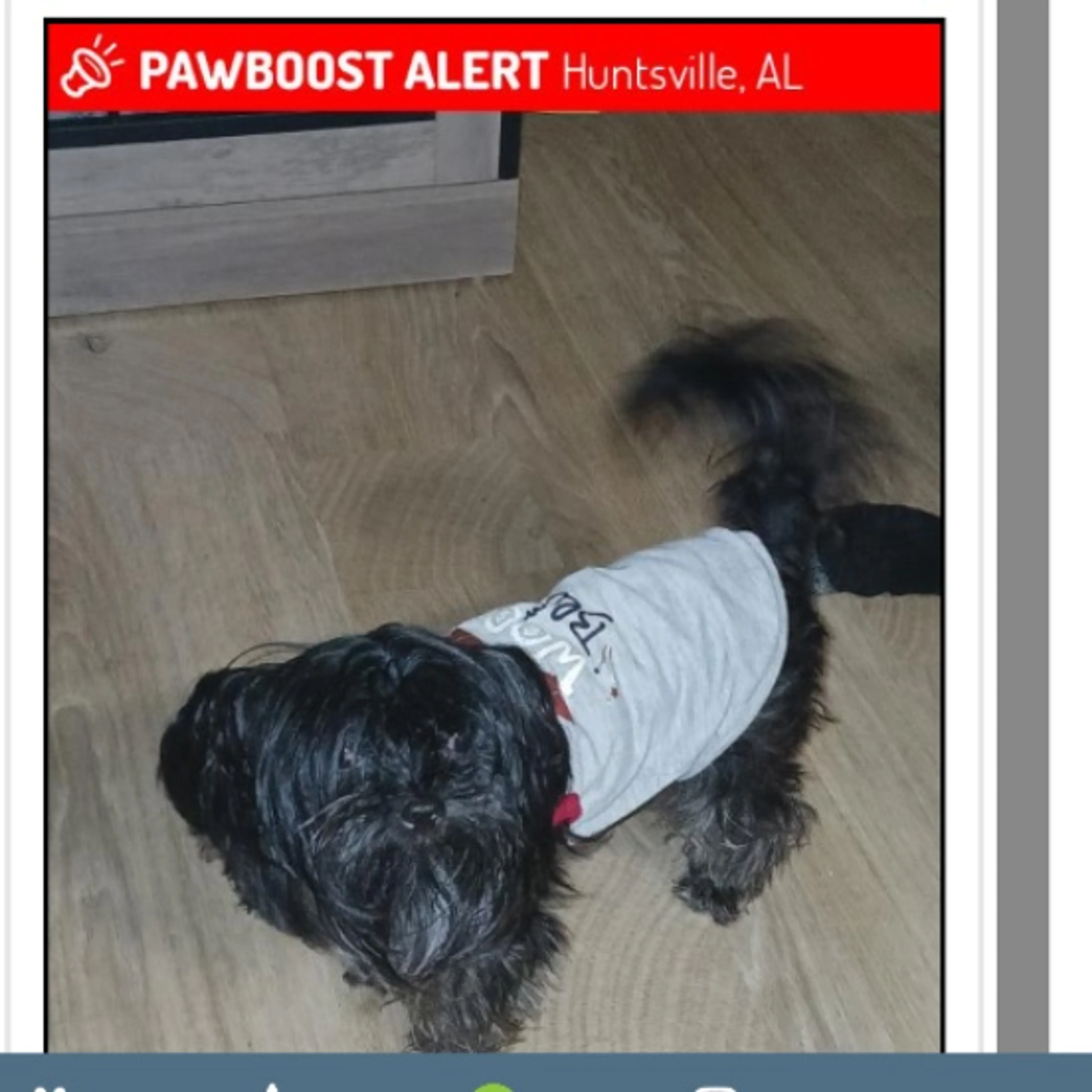 Lost pet