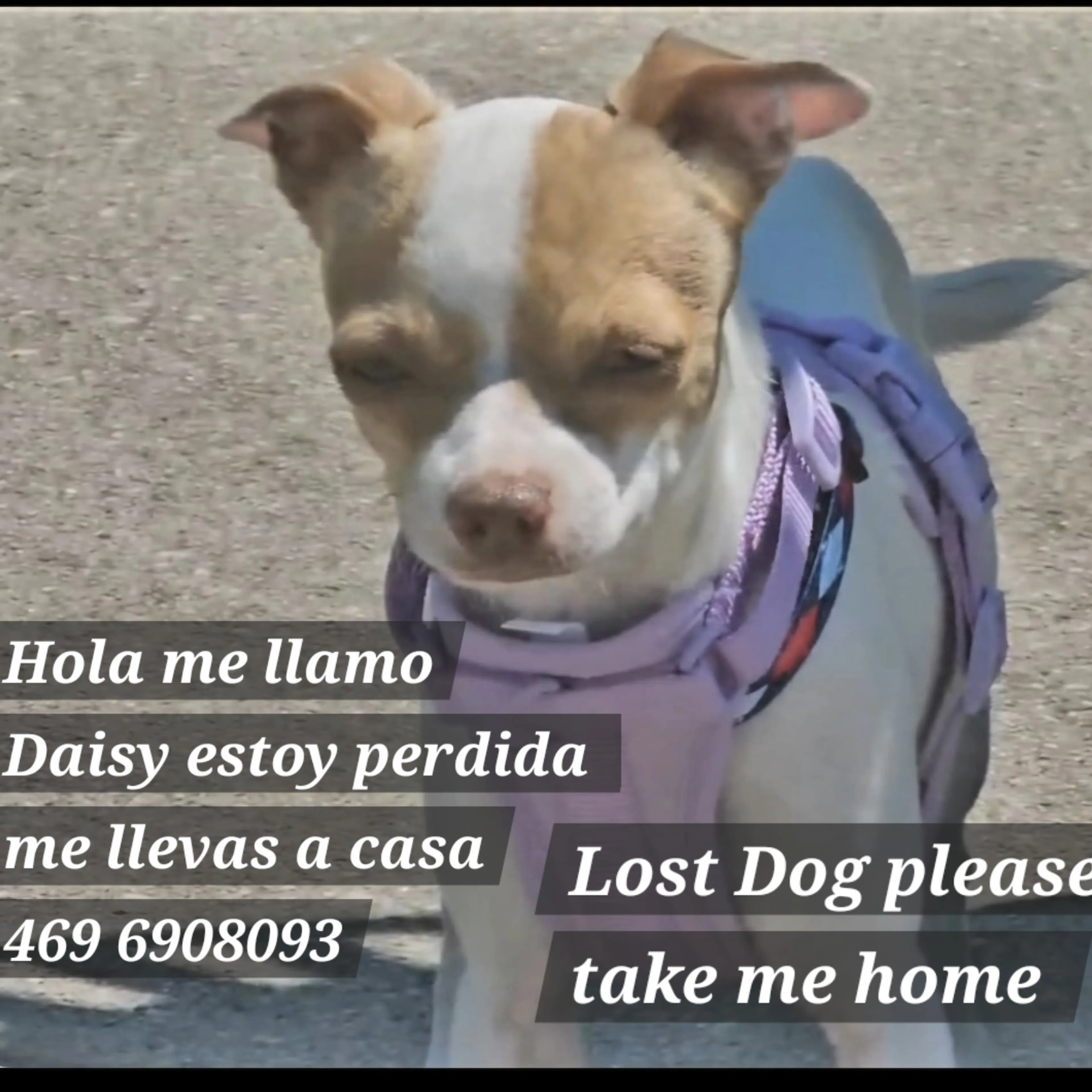 Lost pet-2