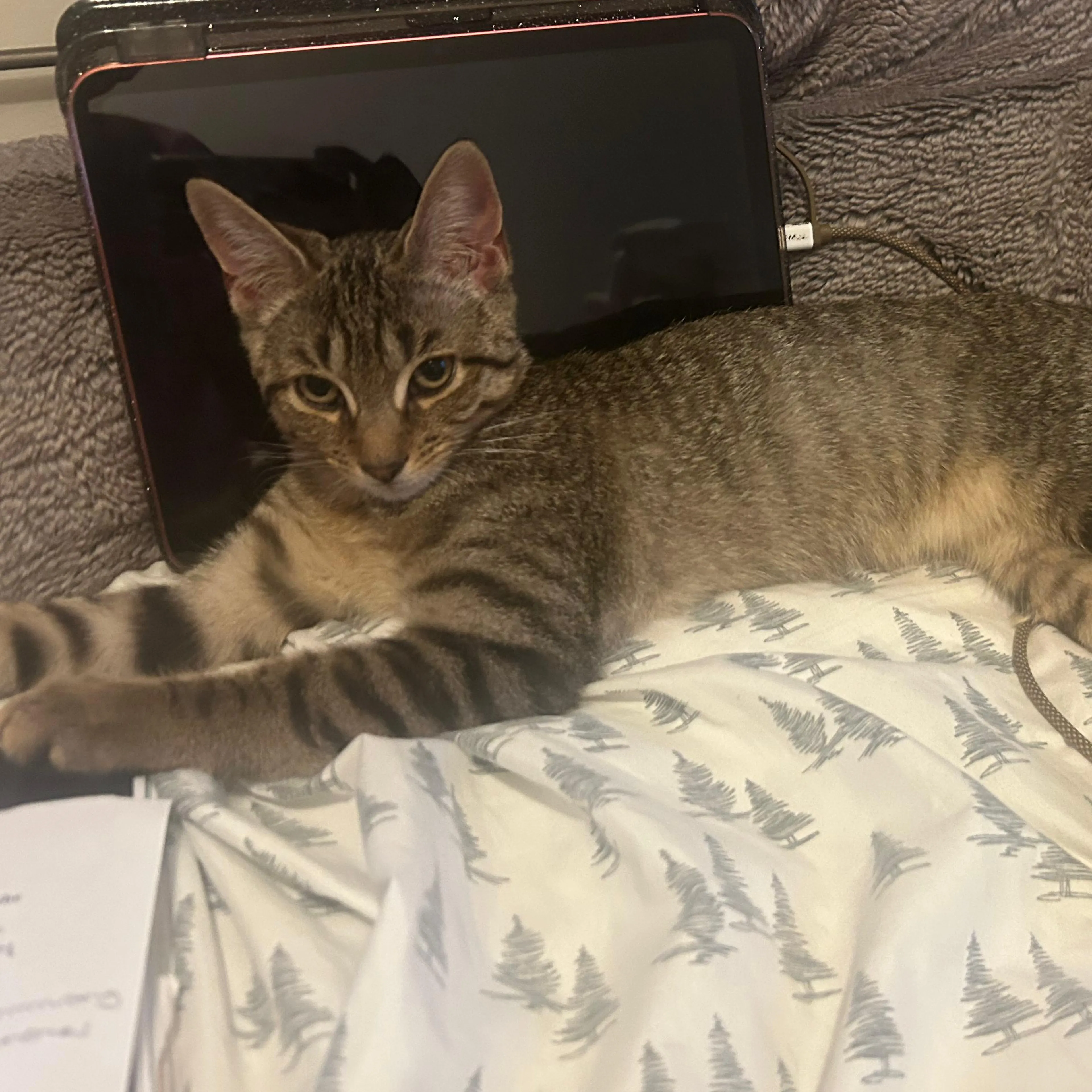 Lost pet-0