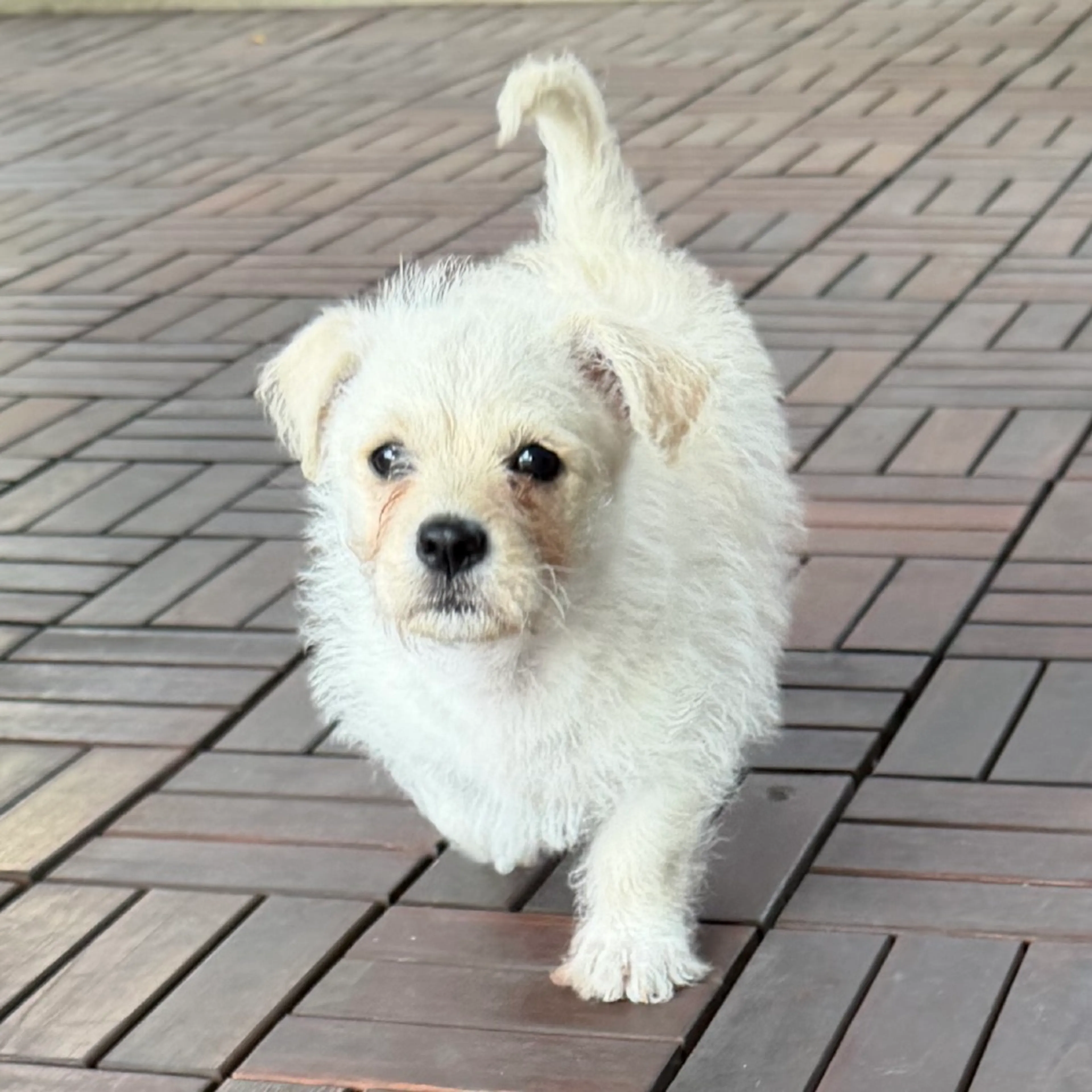 Found pet-14