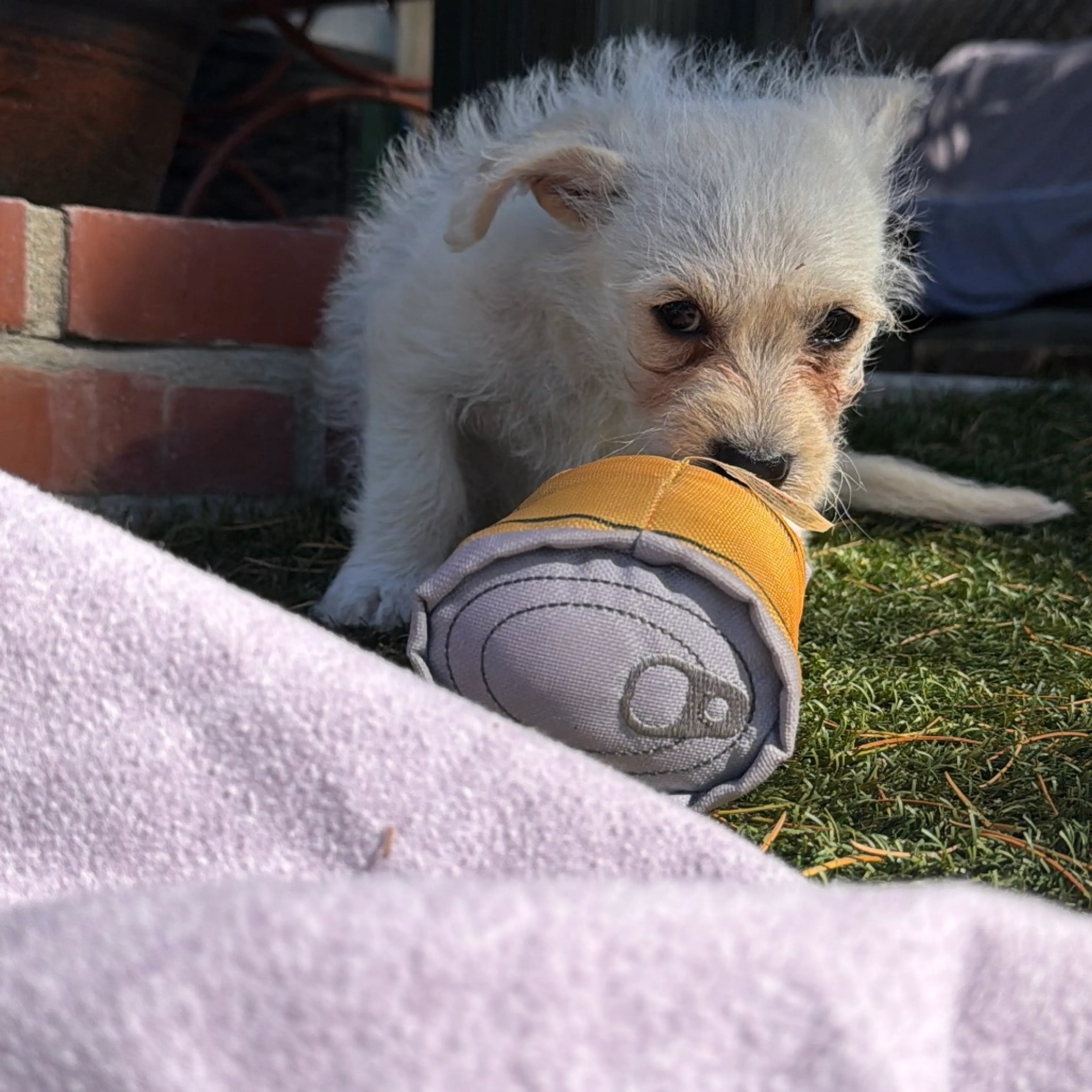 Found pet-18