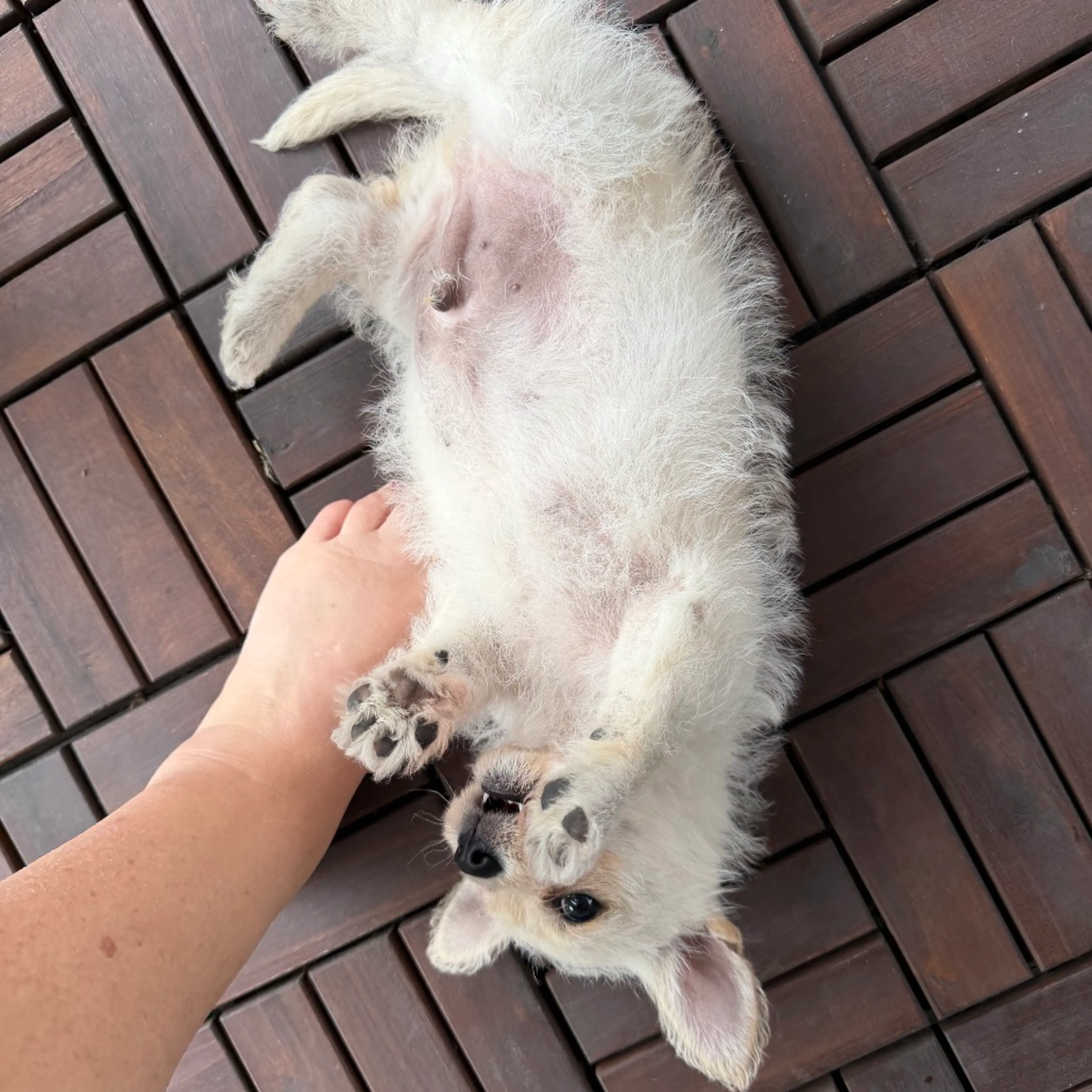 Found pet-12