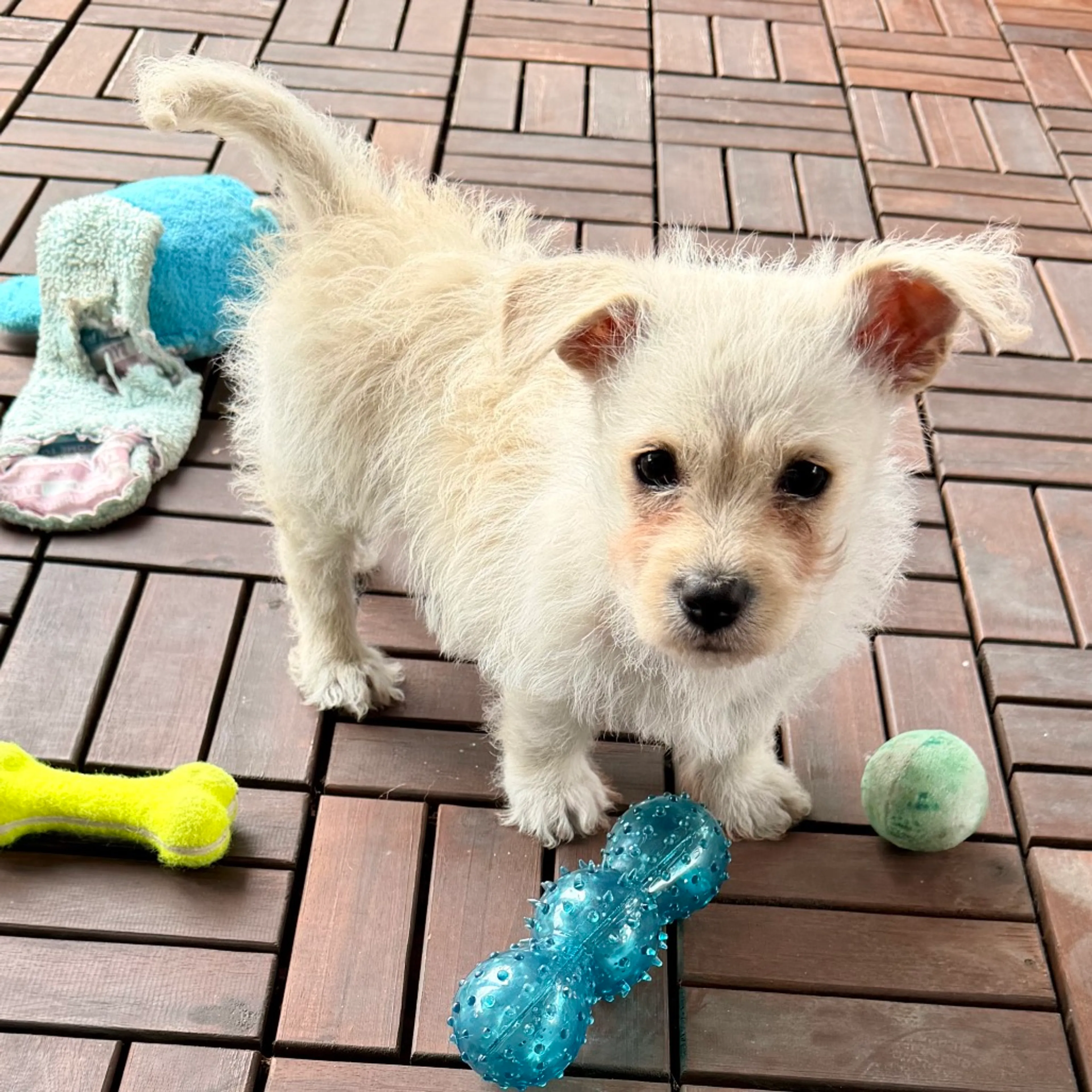 Found pet-1