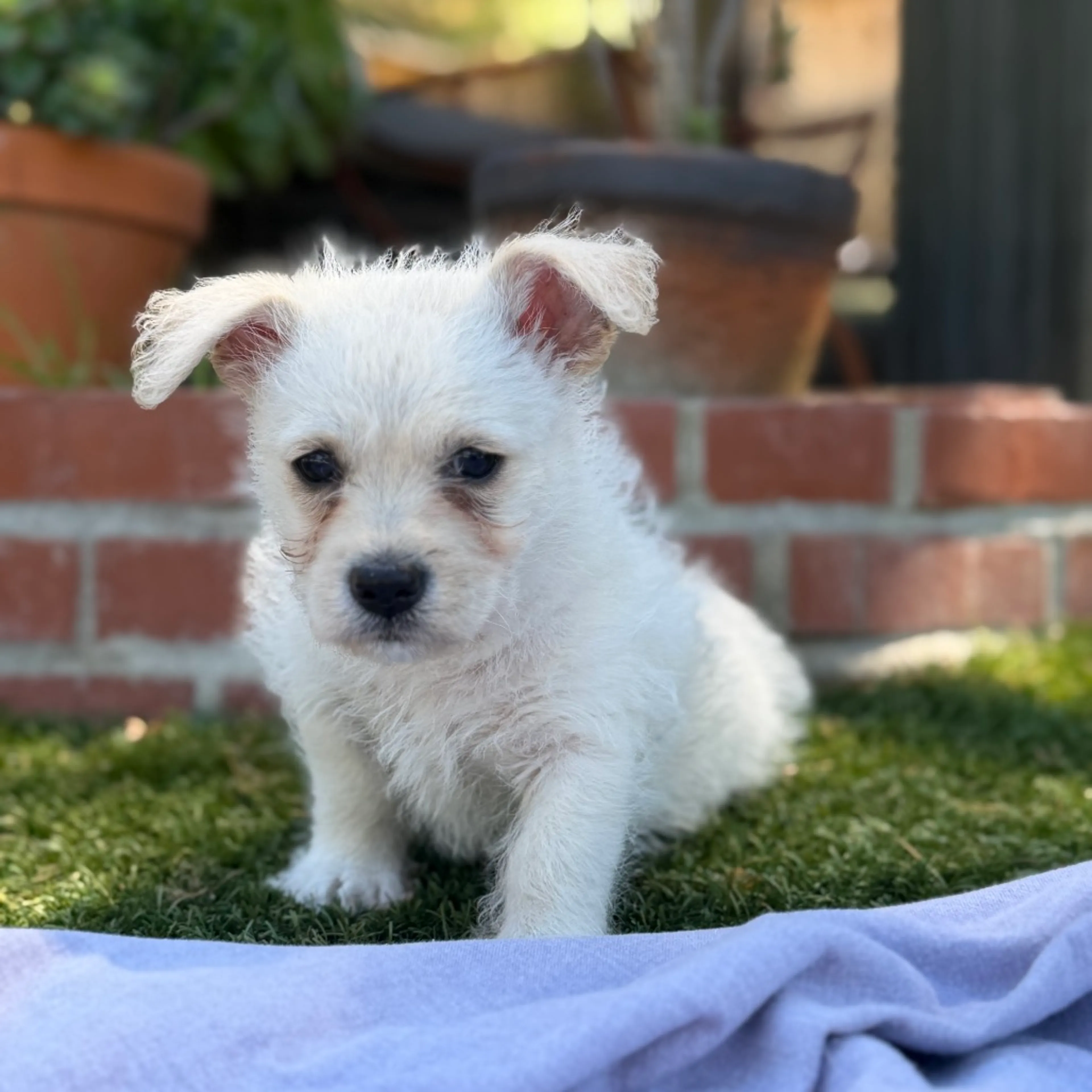 Found pet-4