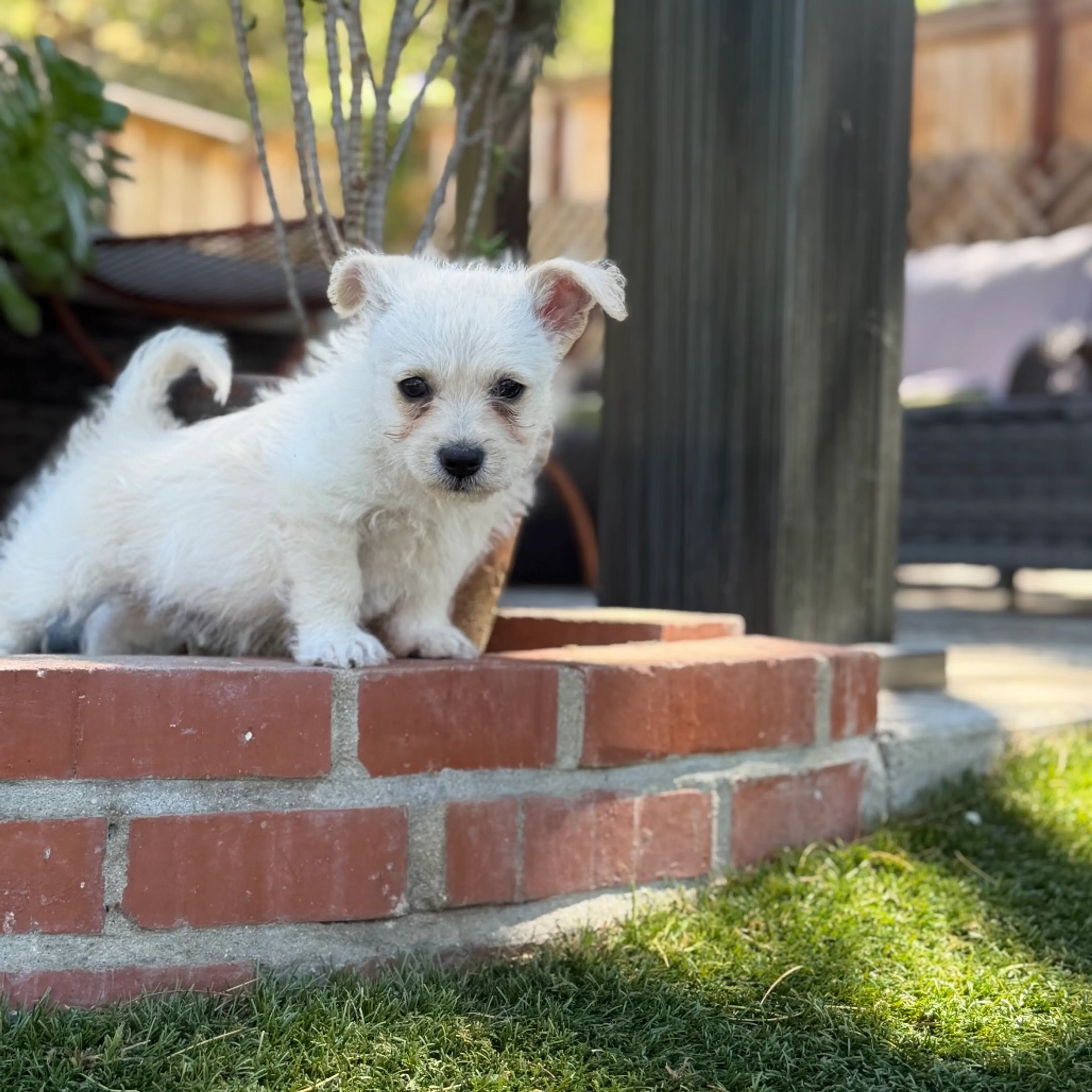 Found pet-3