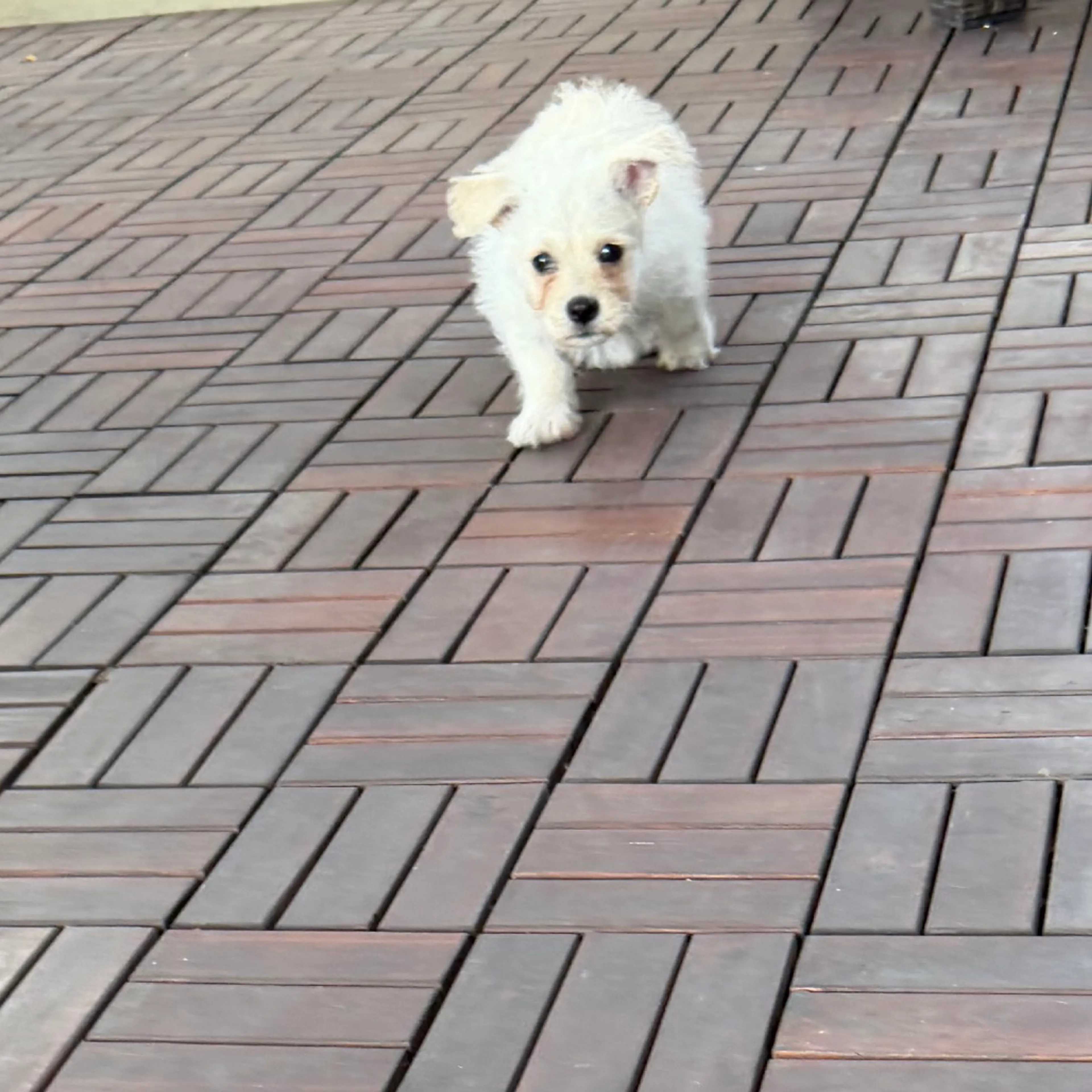 Found pet-10