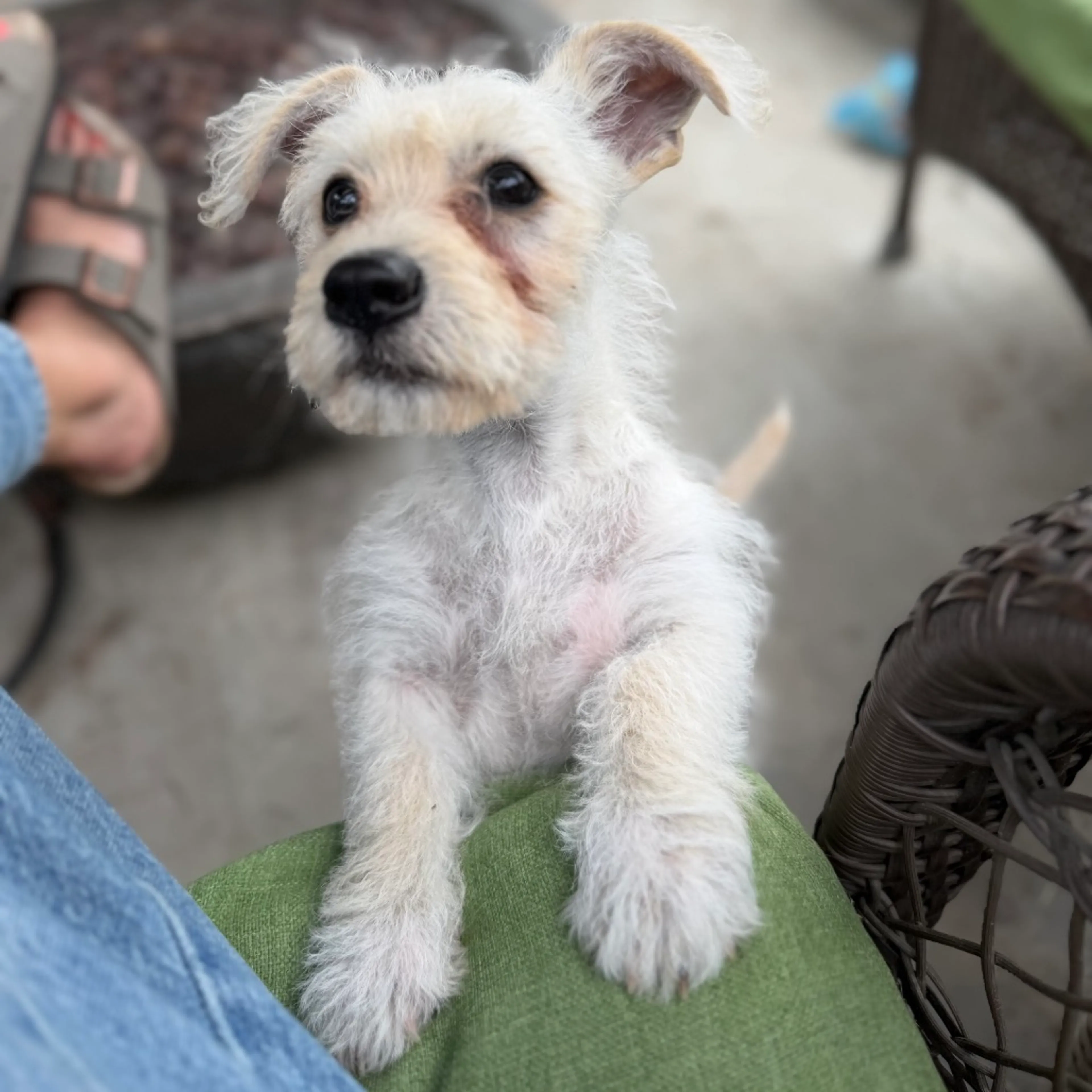 Found pet-19