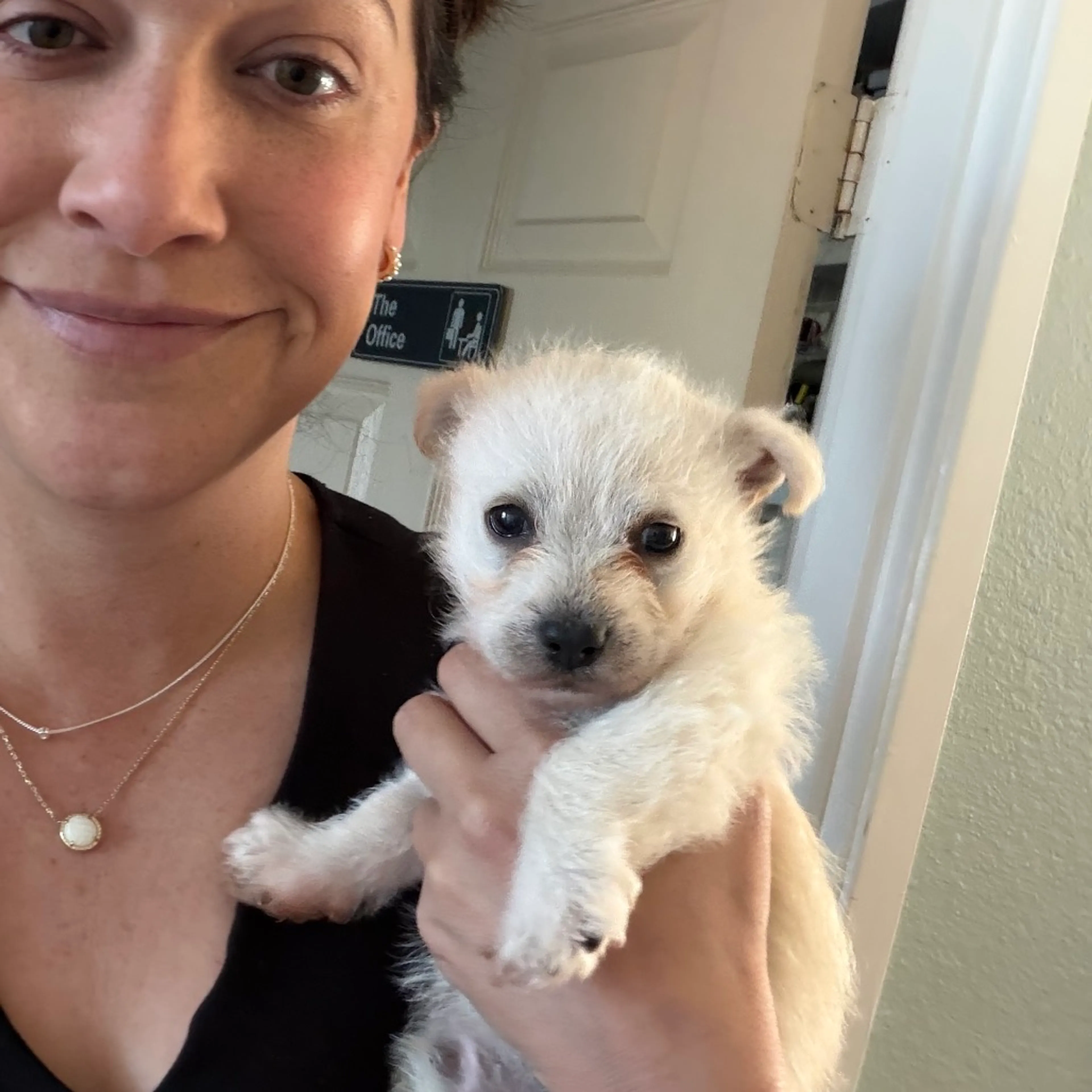 Found pet-7