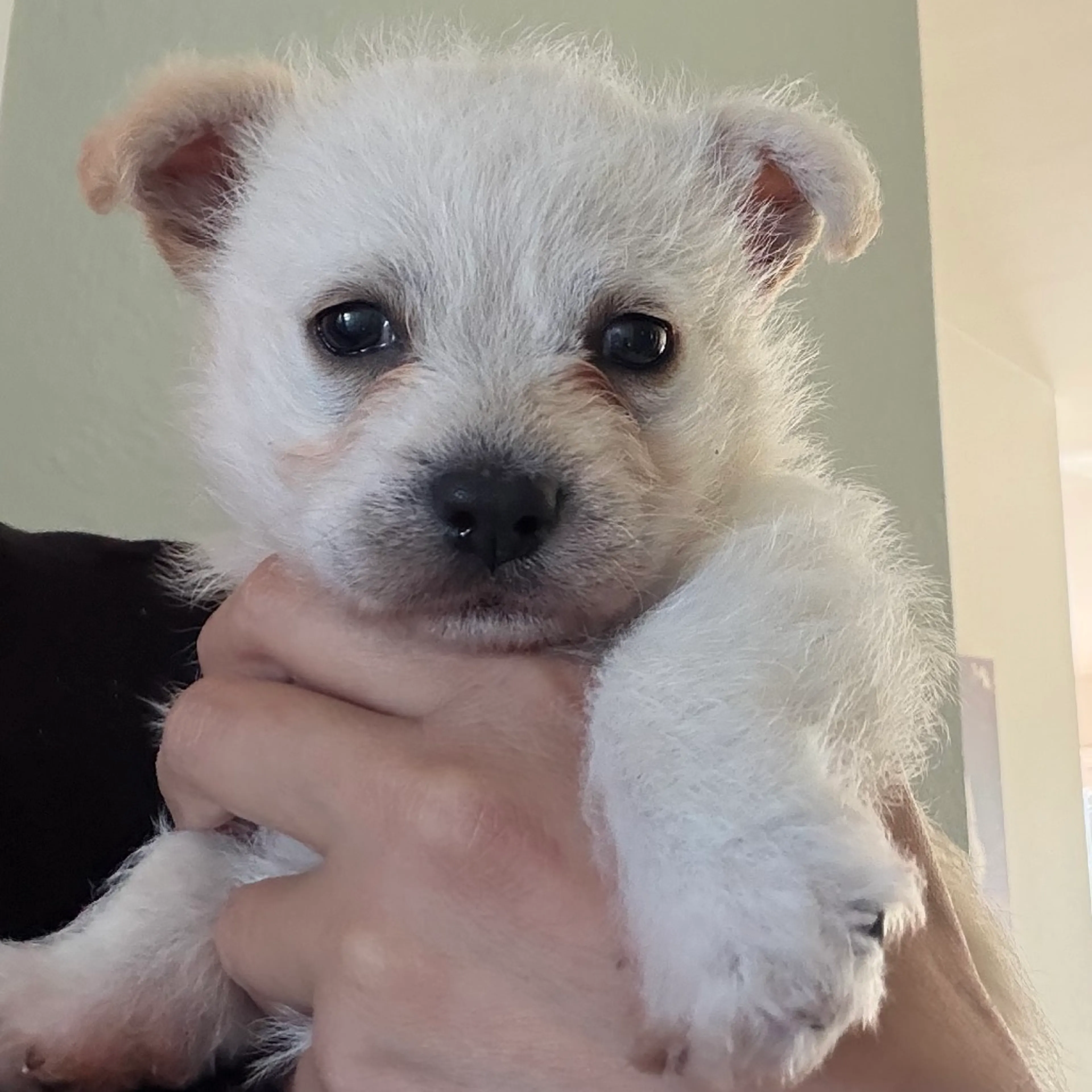 Found pet-6