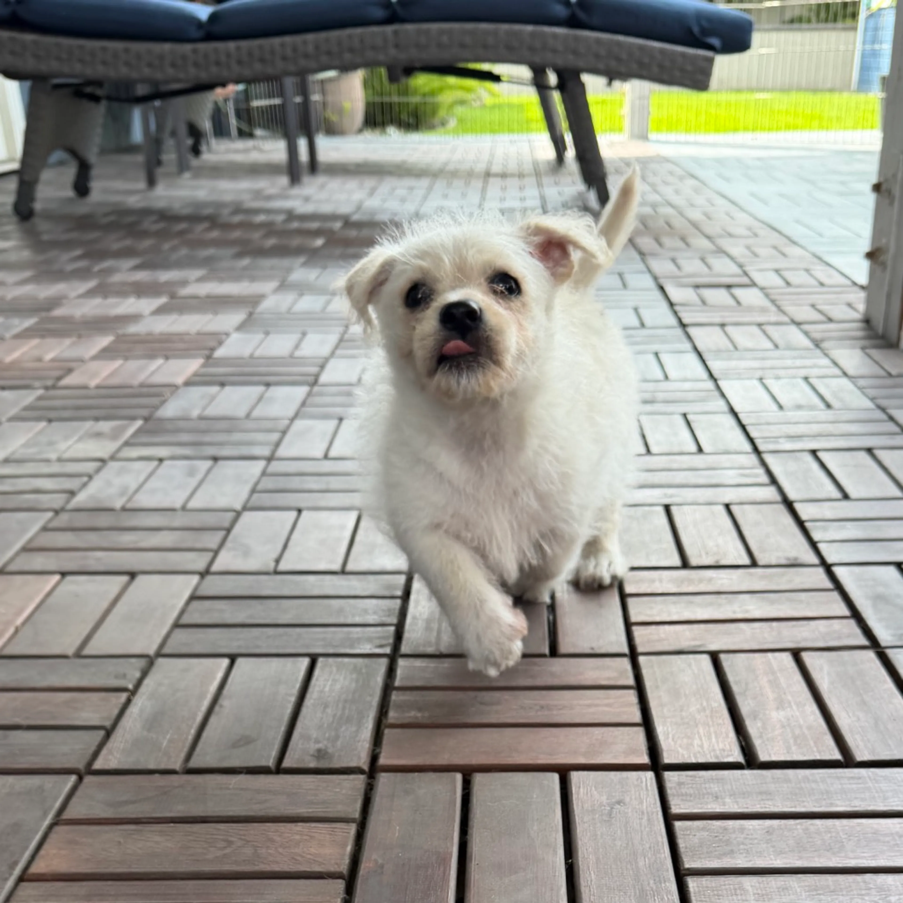 Found pet-11