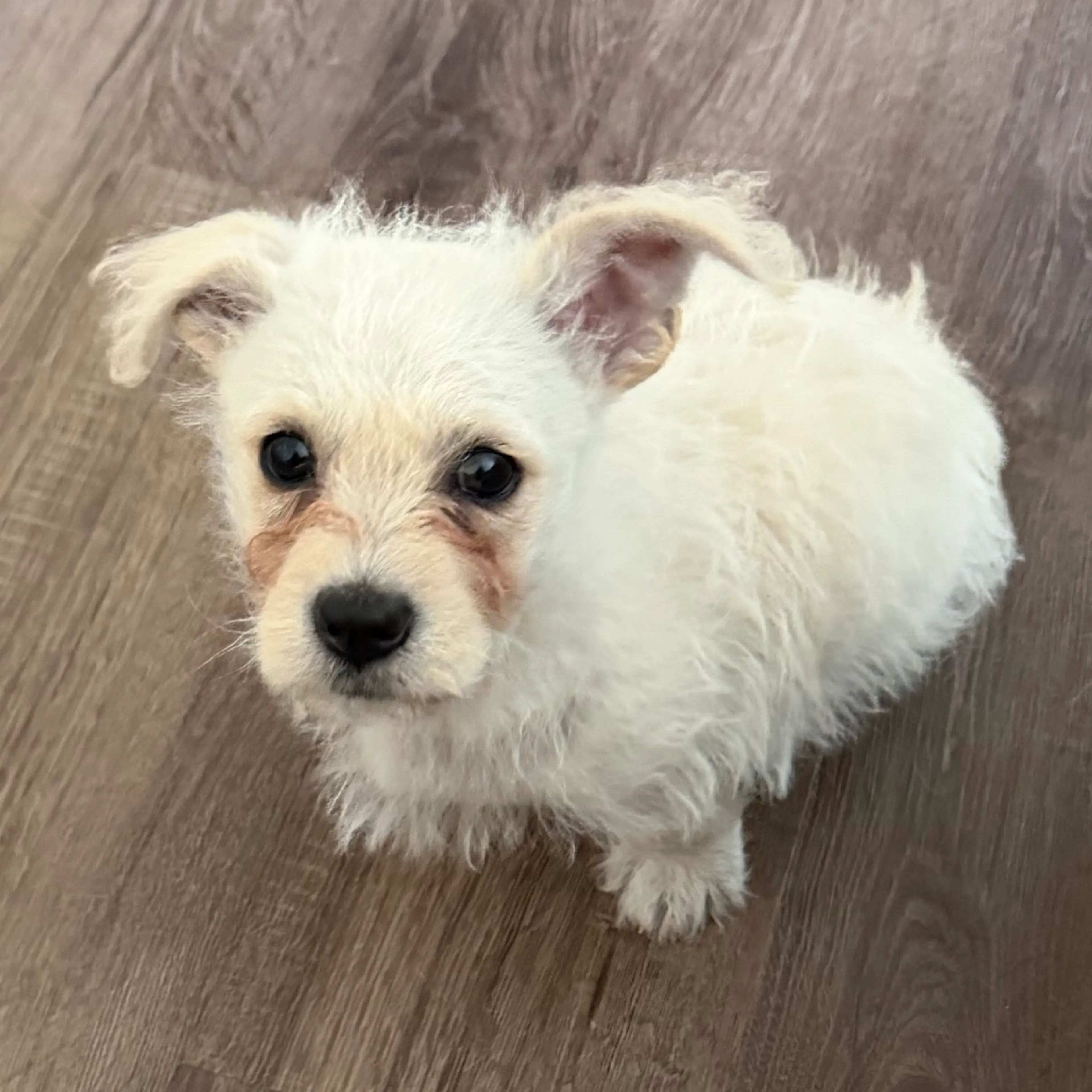 Found pet-17