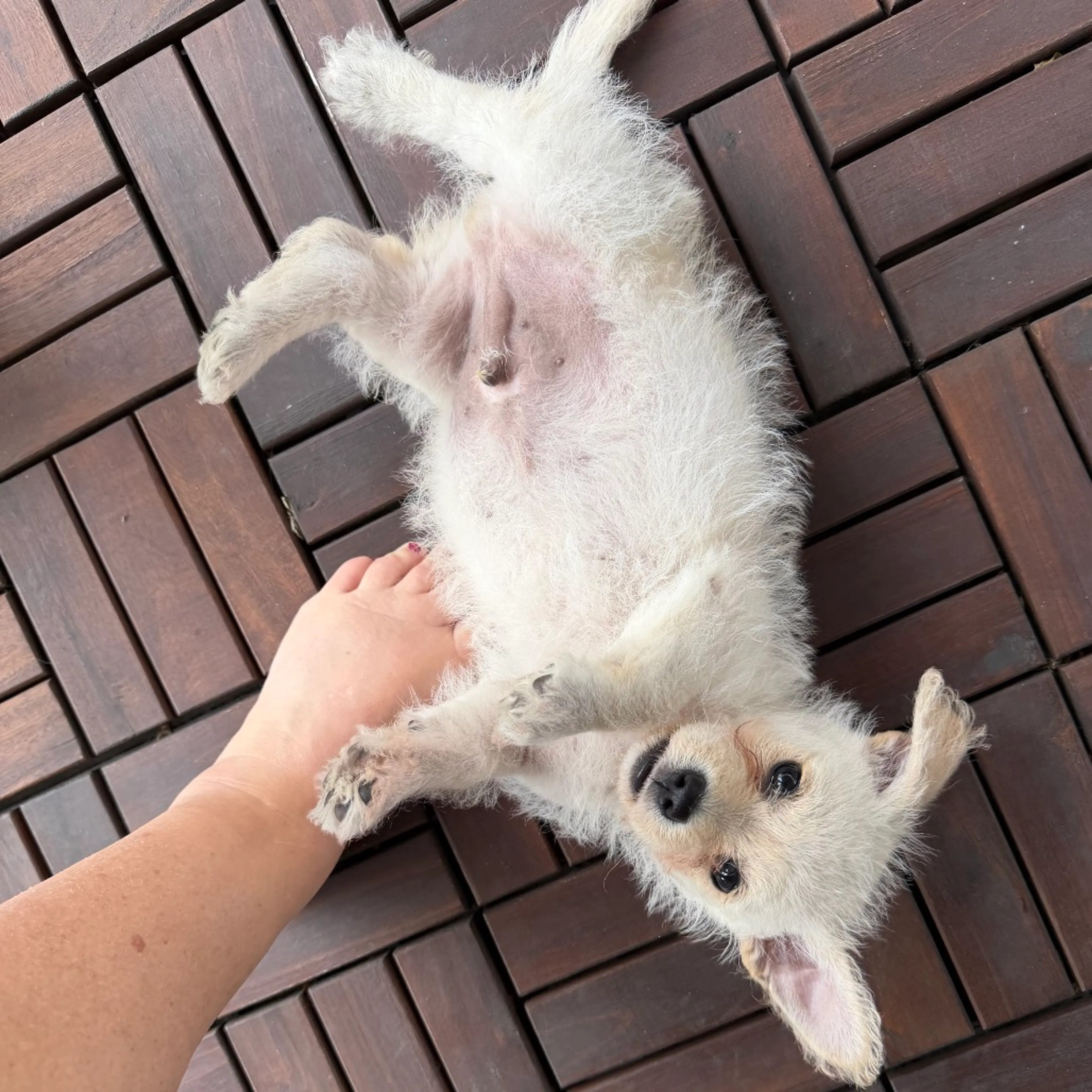 Found pet-9